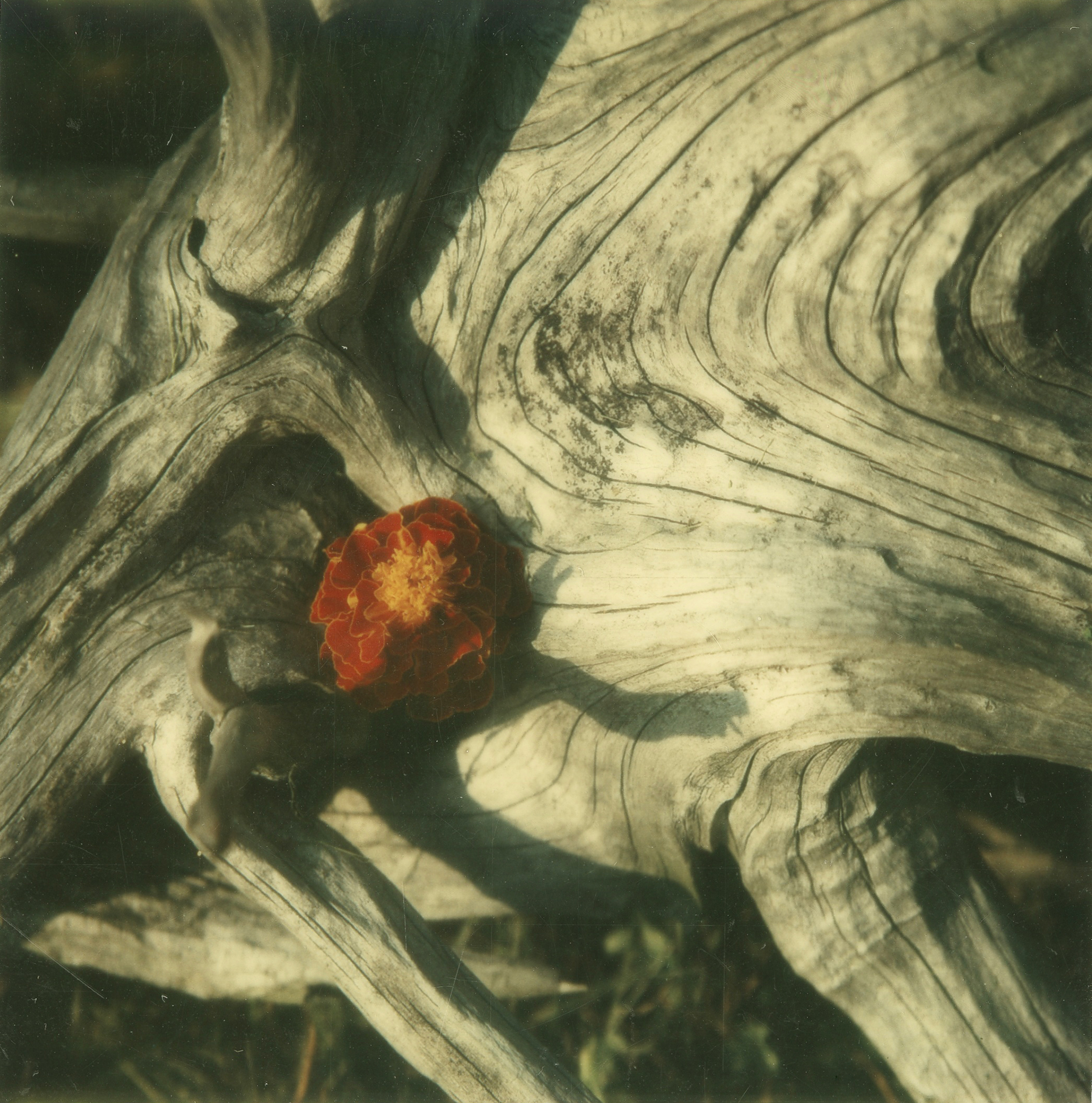 Wood and flower, photographed with a Polaroid SX-70 camera, 1972.
