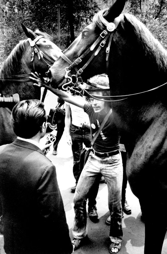 A homosexual activist steps between a pair of police horses to be interviewed during a New York demonstration. Militants often charge police brutality and welcome arrest for the sake of publicity. They also encourage press coverage of their protest actions.
