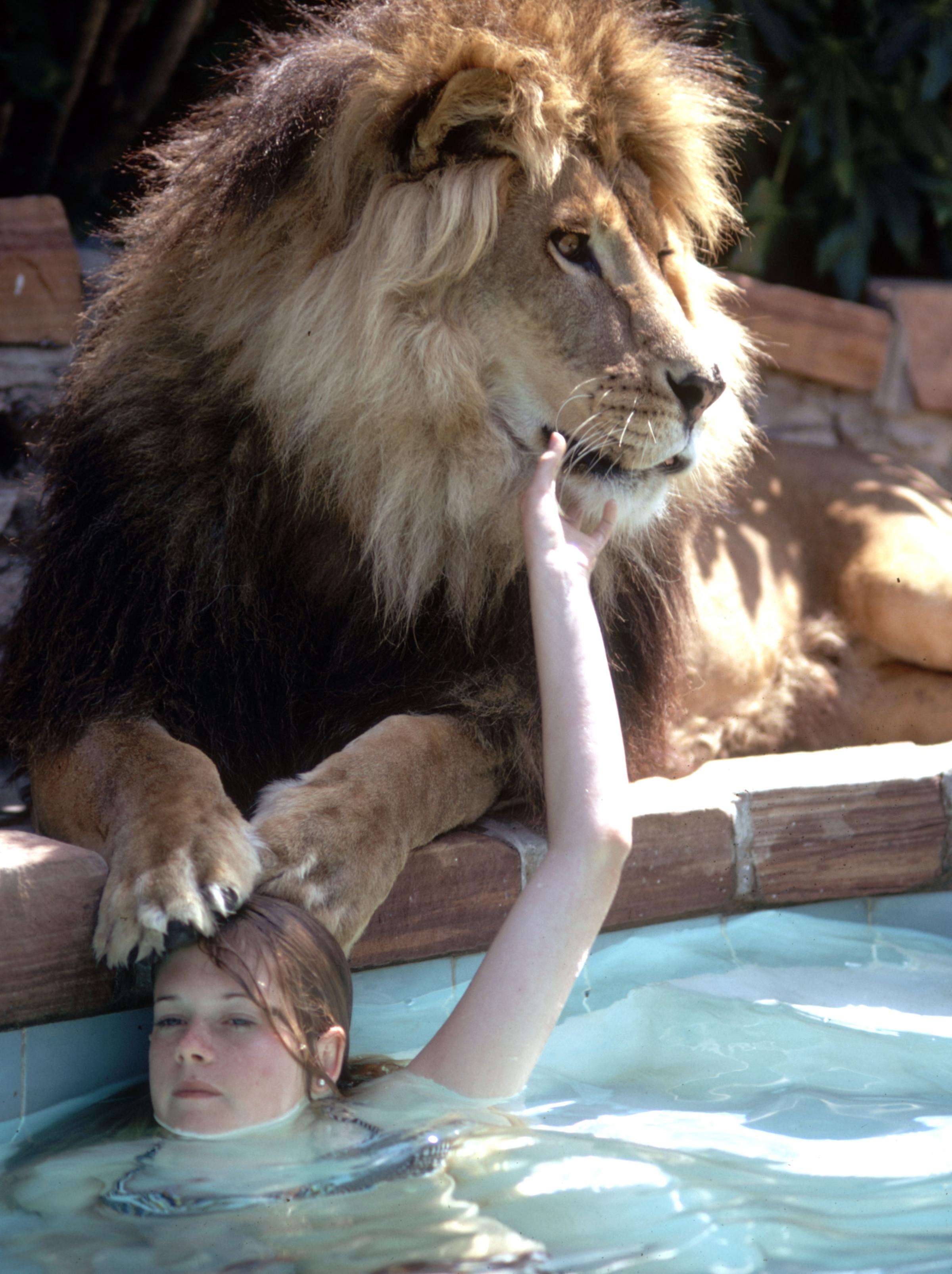 Tippi Hedren's daughter, Melanie Griffith, with Neil the lion.