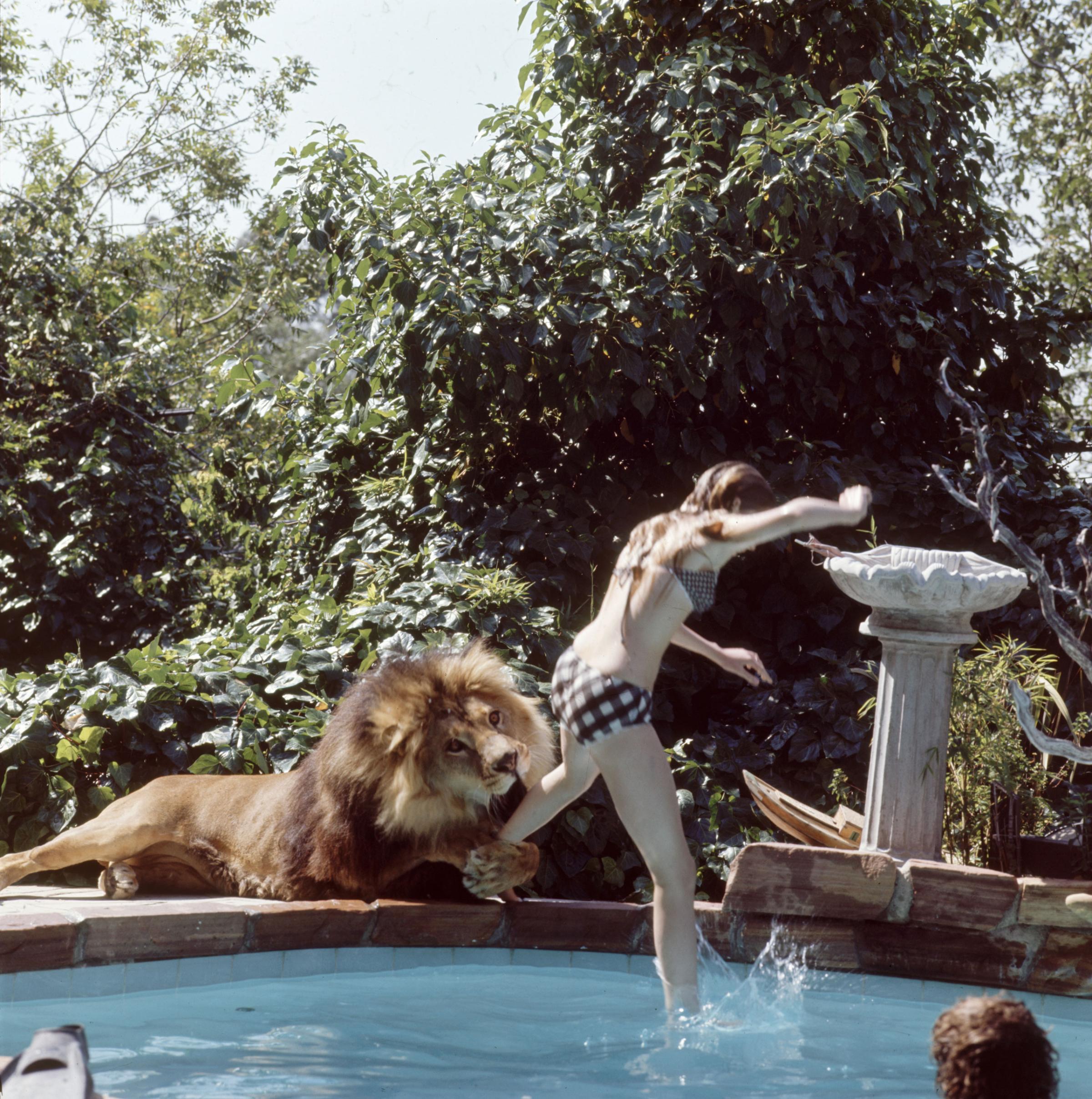 Melanie Griffith at her parents' home with Neil the lion, 1971.