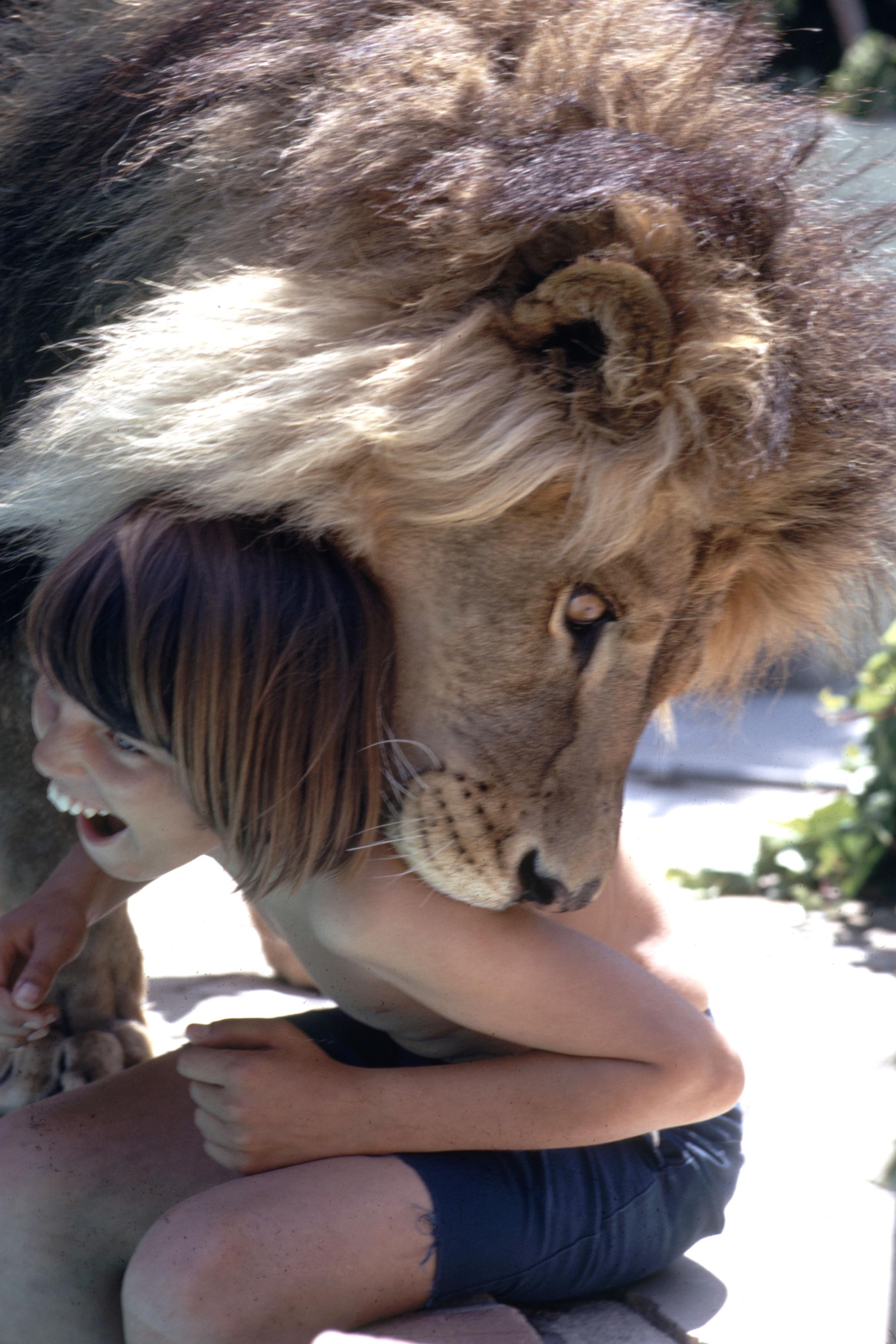 Neil the lion plays with a child, Calif., 1971.