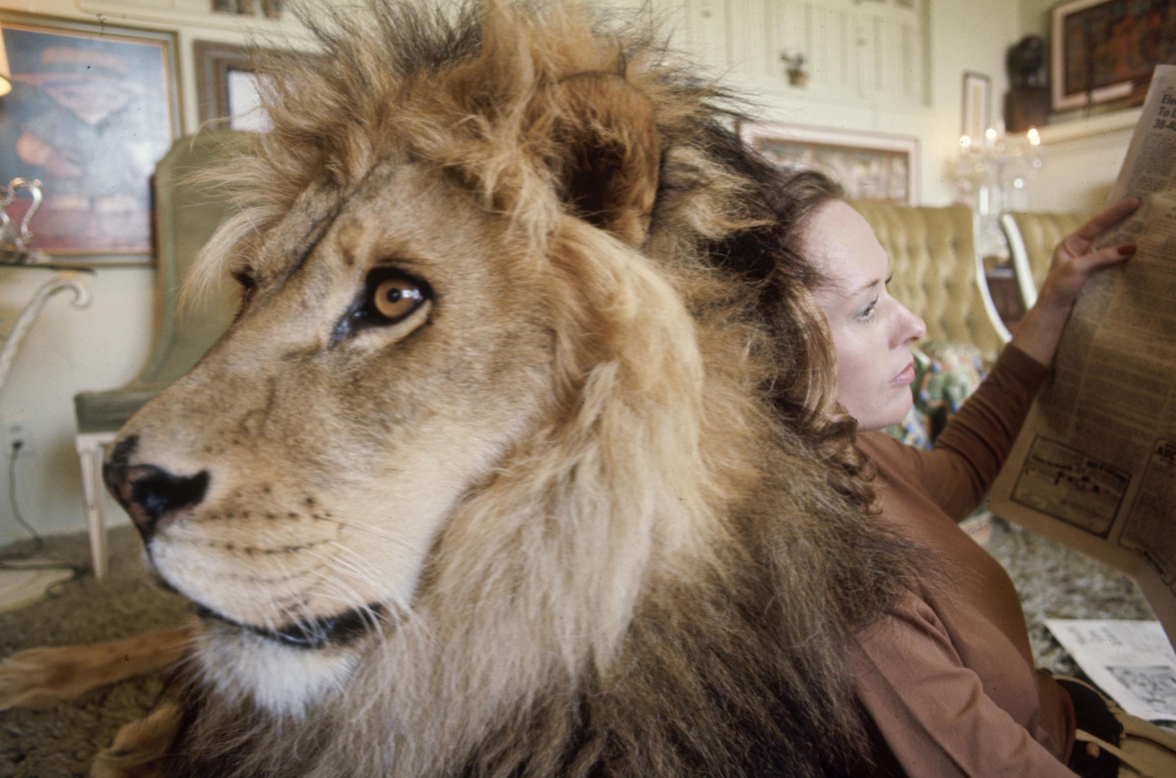 Tippi Hedren and Neil the lion, 1971.