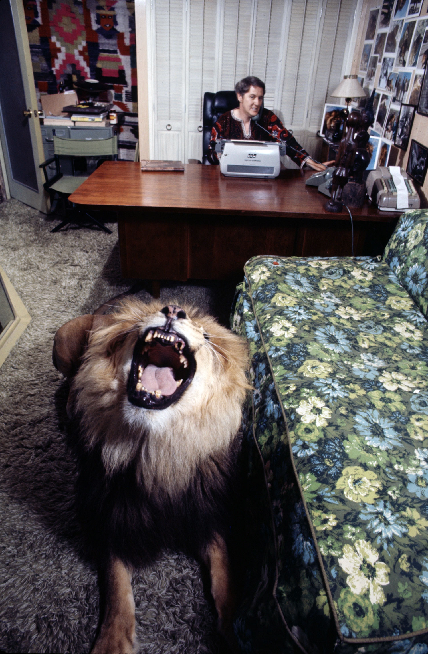 Noel Marshall (husband of Tippi Hedren) works in his study while Neil the pet lion roars, 1971.