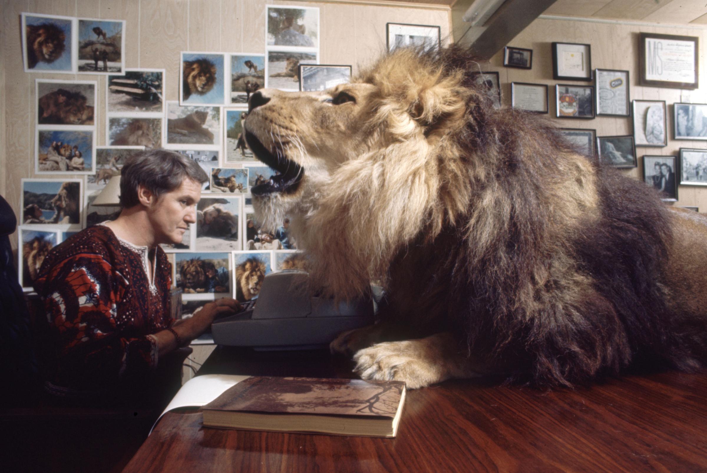 Noel Marshall (husband of Tippi Hedren) with Neil the pet lion, 1971.