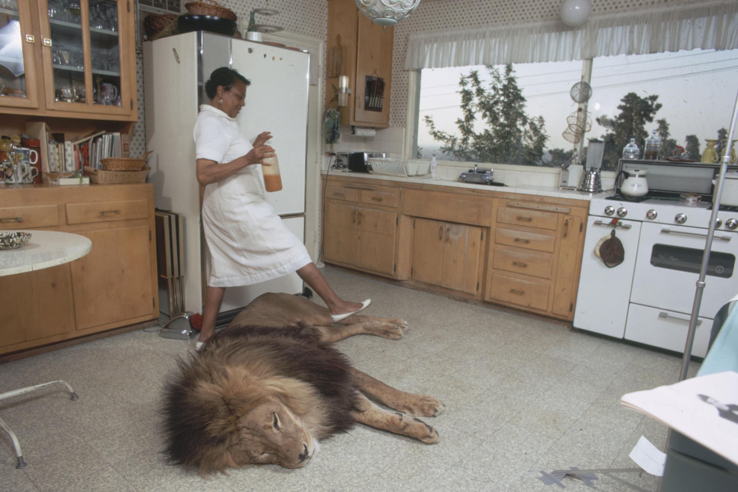 A cleaning woman steps over Neil the lion in the home of Tippi Hedren and Noel Marshall, 1971.