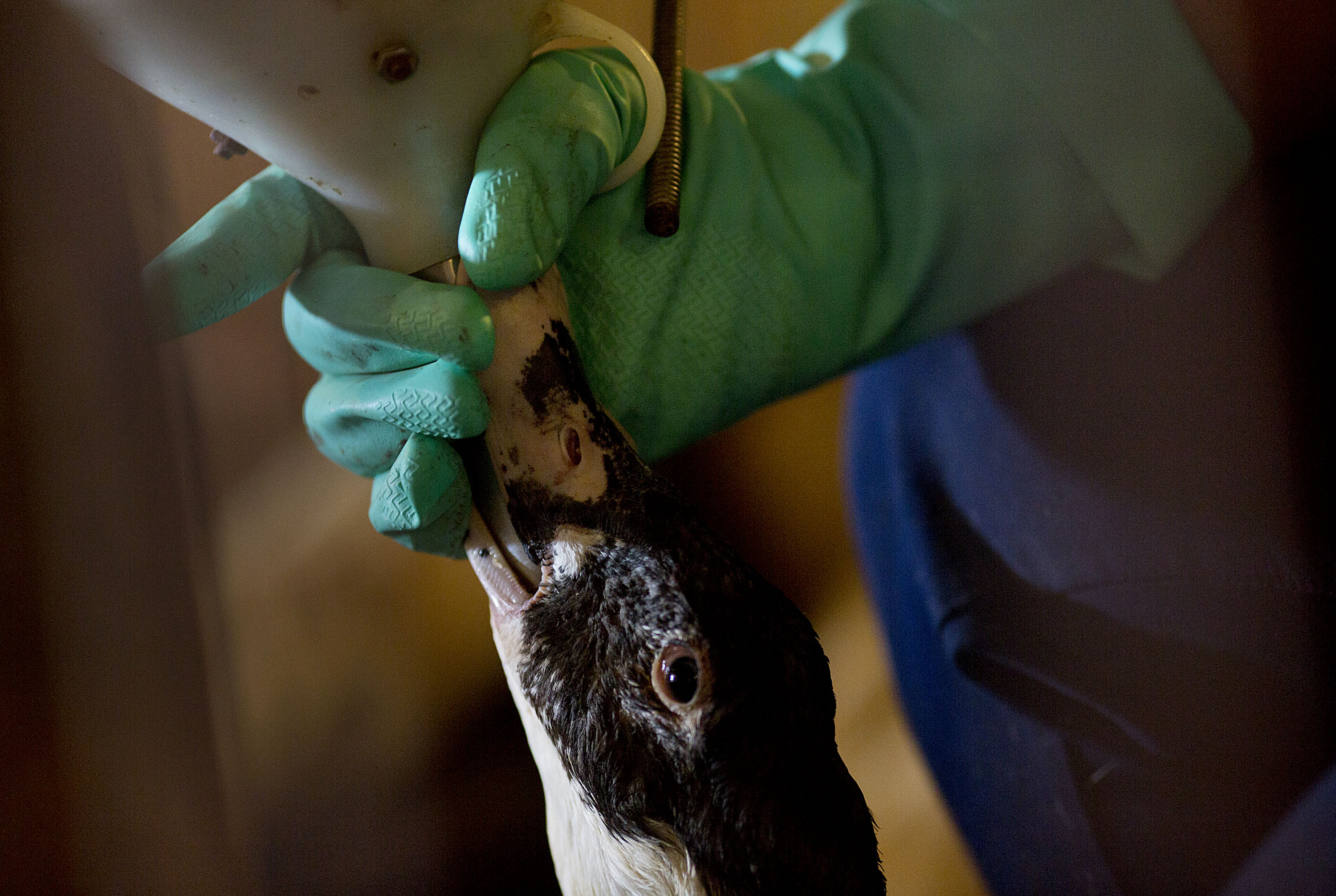 Forbidden Foie Gras Goes Underground At California 'Duckeasies'