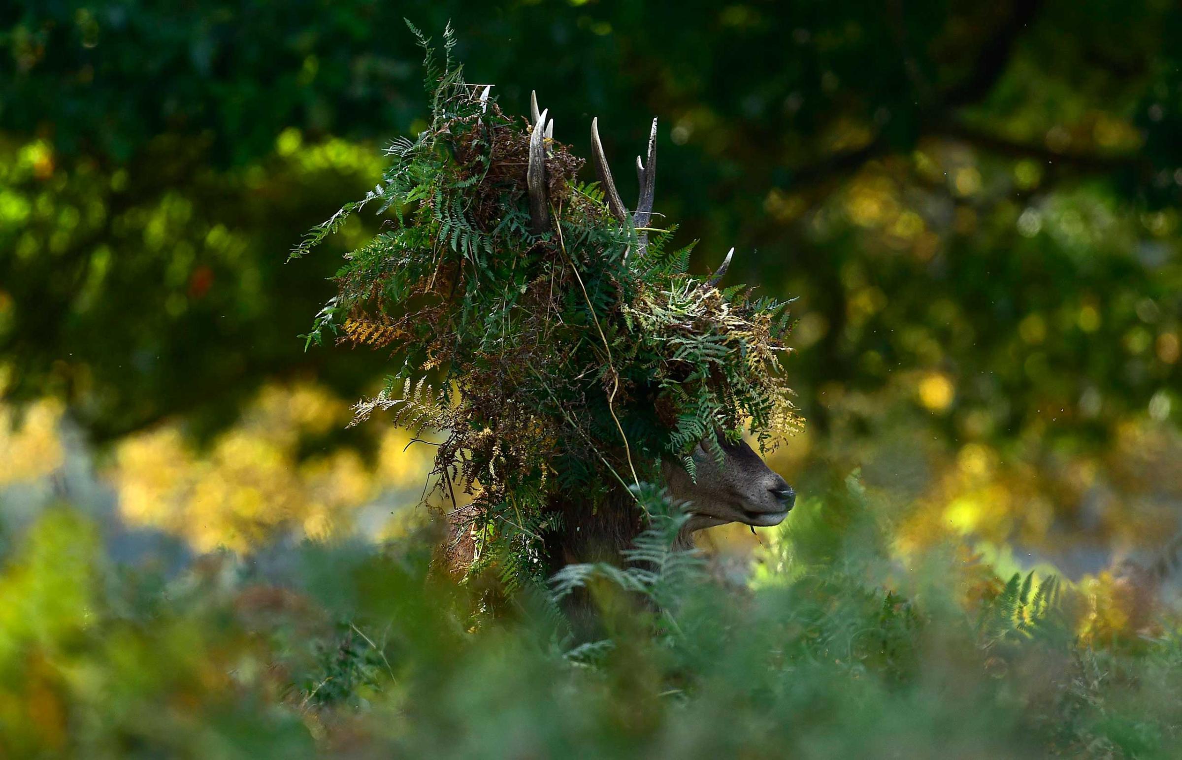 A male red deer with antlers covered in bracken, walks through undergrowth in Richmond Park in south west Londo