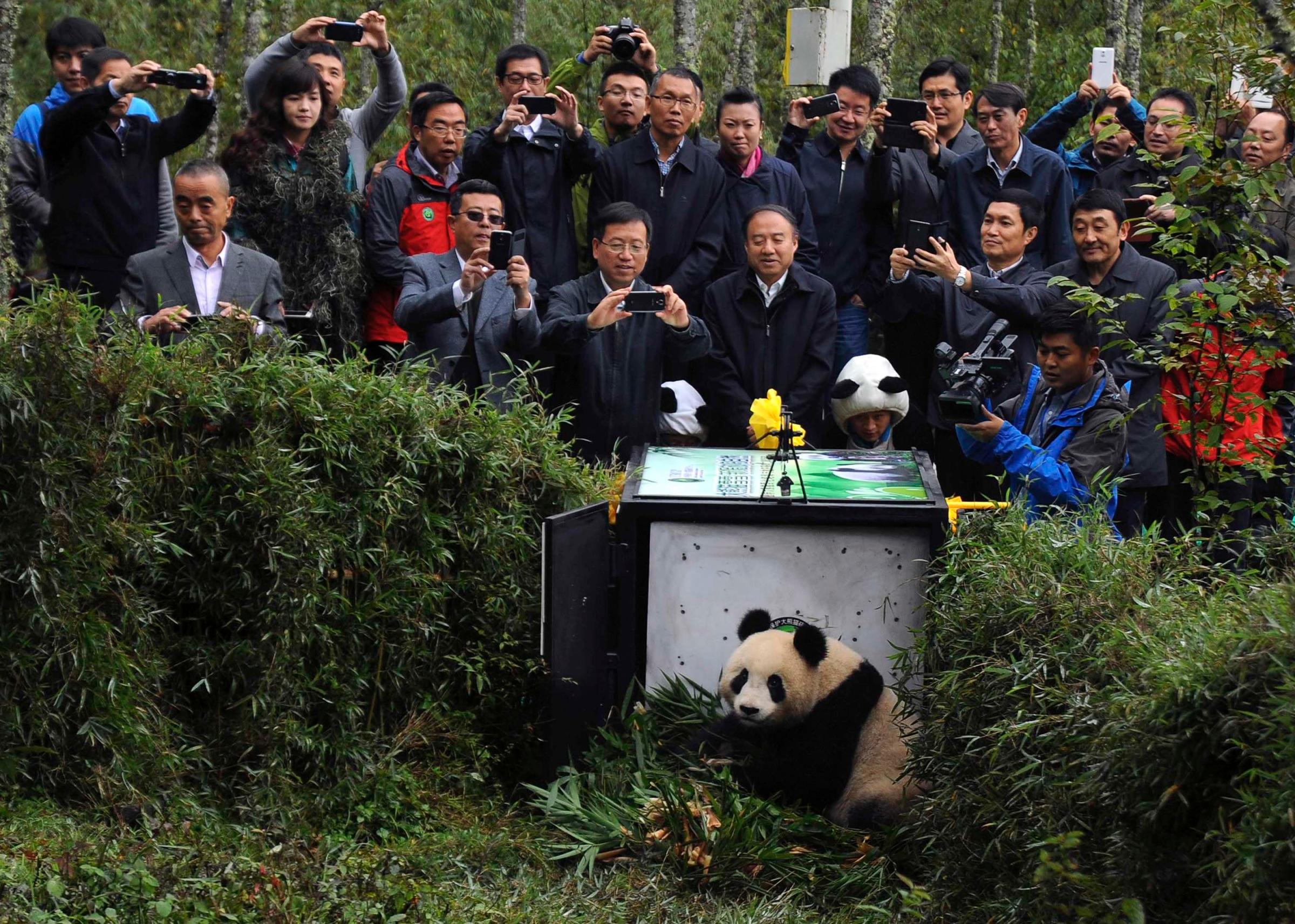 People take pictures of the two-year-old giant panda Xuexue before it was sent back to the wild at Liziping natural reserve, in Ya'an, Sichuan province on Oct. 14, 2014.