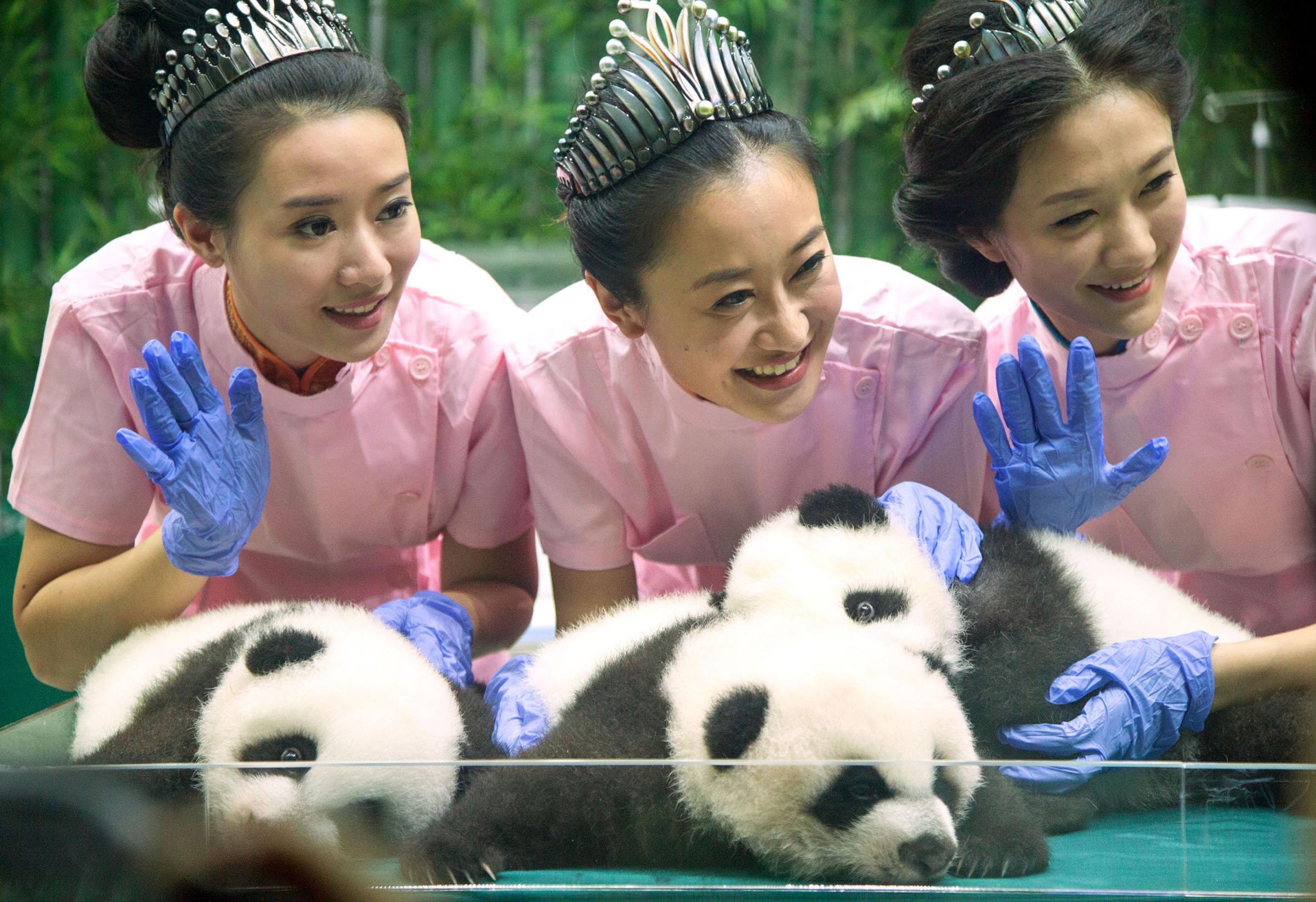 Miss Chinese winners visit panda triplets to celebrate 100th day of birth