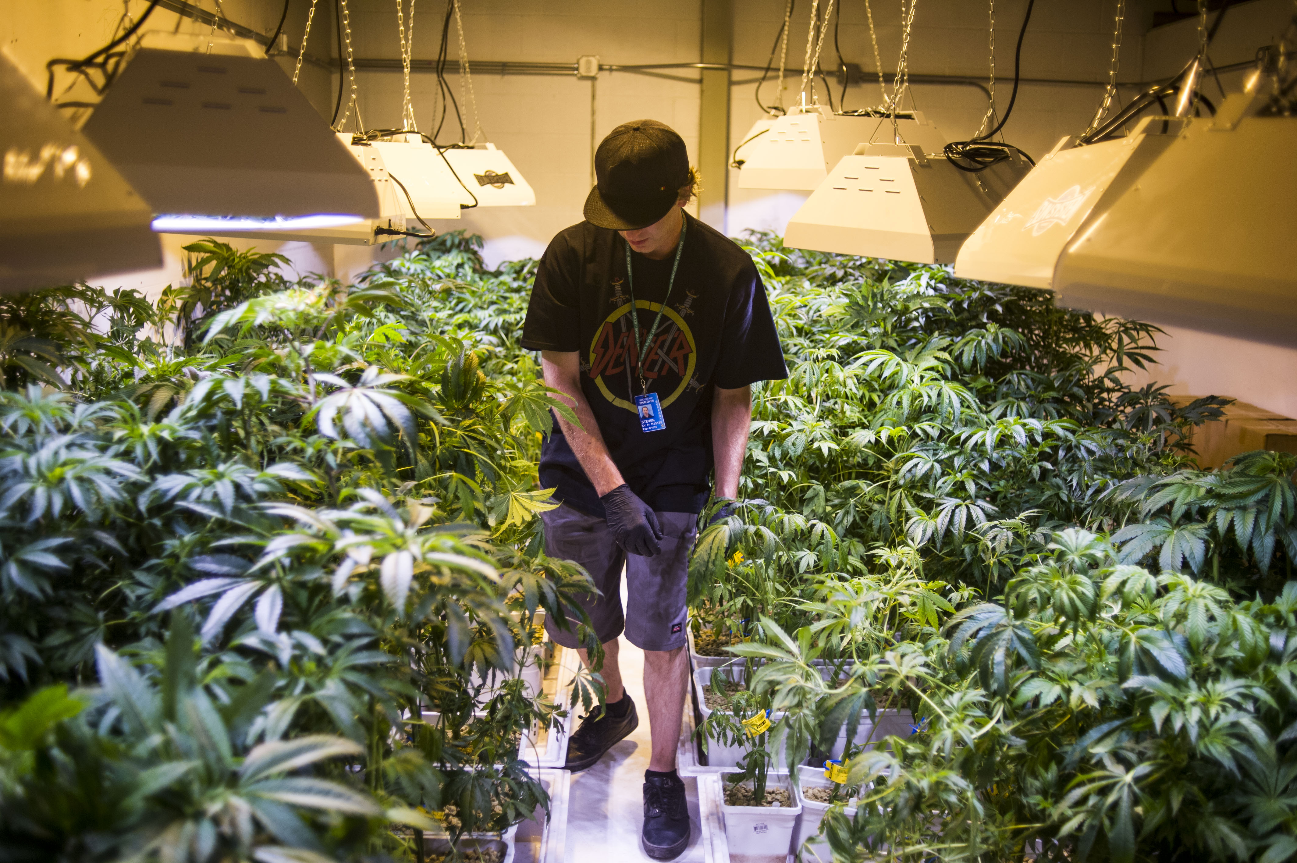 Steve Herin, Master Grower at Incredibles, works on repotting marijuana plants in the grow facility on Wednesday, August 13, 2014 in Denver, Colorado. (Kent Nishimura—Denver Post via Getty Images)