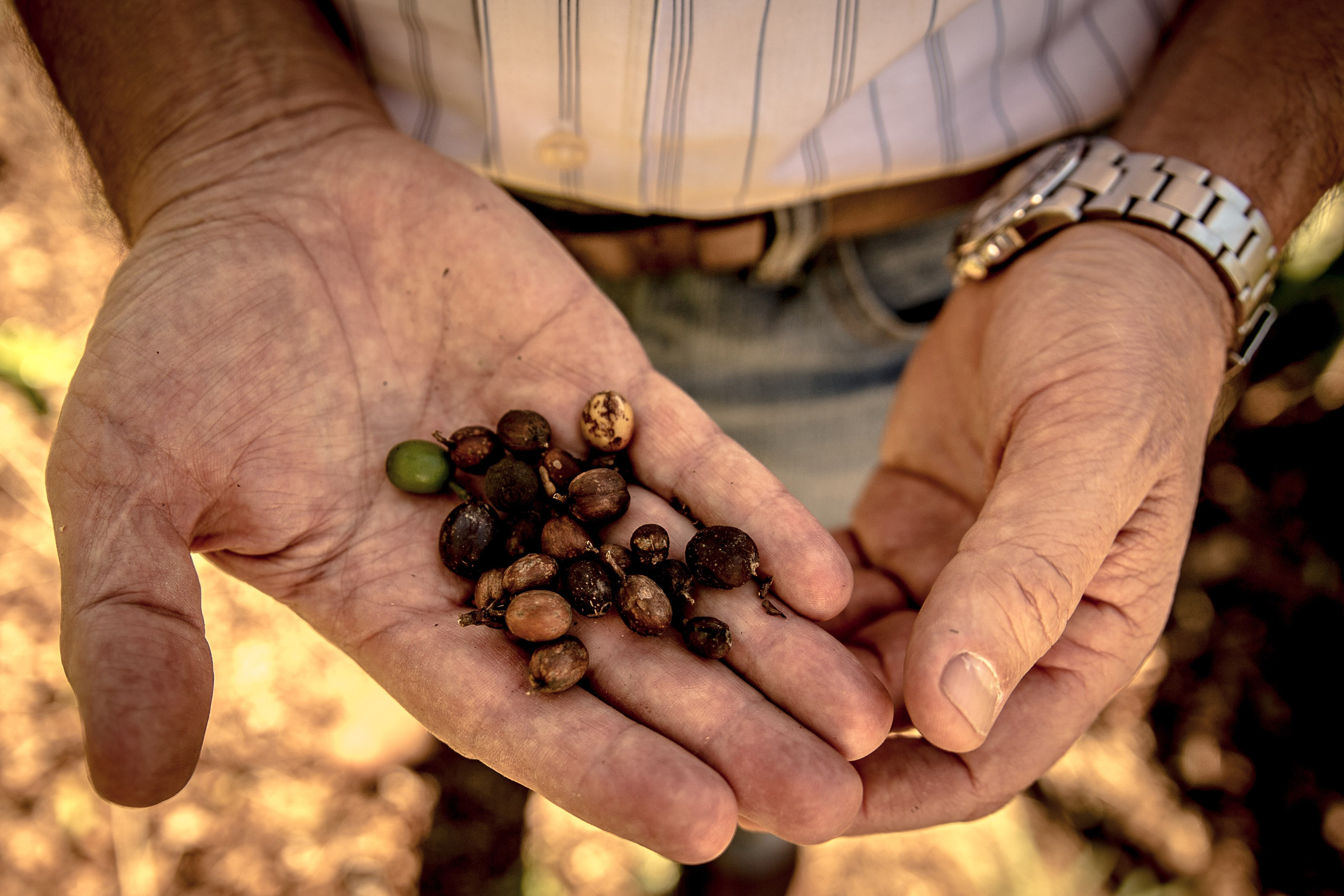 Coffee sales this season will be down after southeastern Brazil deals with one of the worst droughts in decades. (Anadolu Agency/Getty Images)