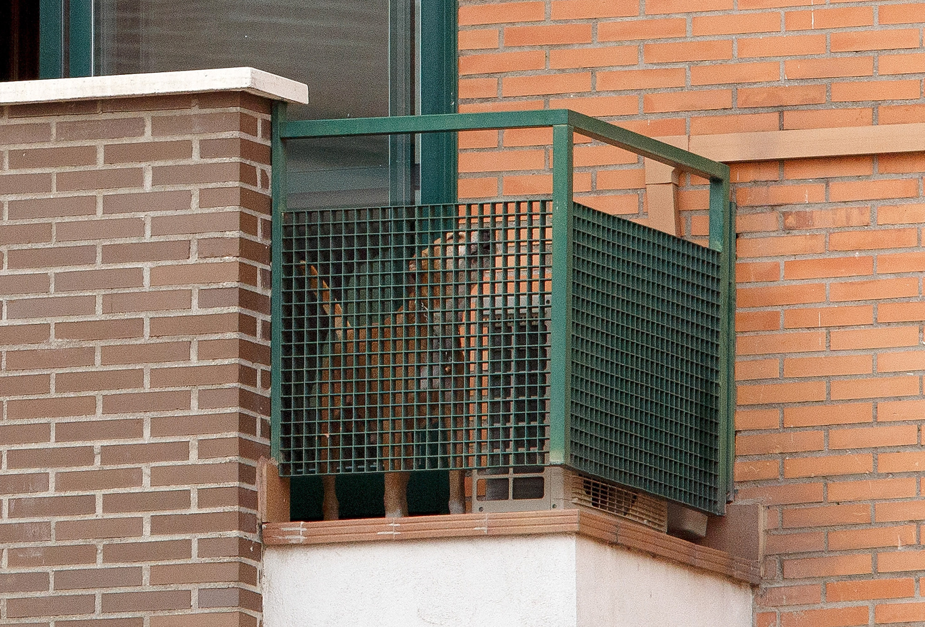 'Excalibur' barks from the balcony of the private residence for the Spanish nurse who has tested positive for the Ebola virus on October 8, 2014 in Alcorcon, Spain. (Pablo Blazquez Dominguez—Getty Images)