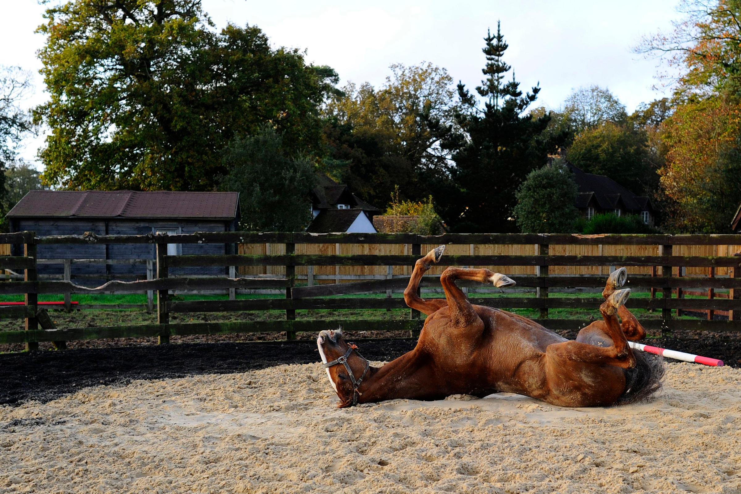 Sire De Grugy enjoys a roll in the sand after cantering at Gary Moore's Ciswood Racing Stables on Oct. 27, 2014 in Horsham, England.