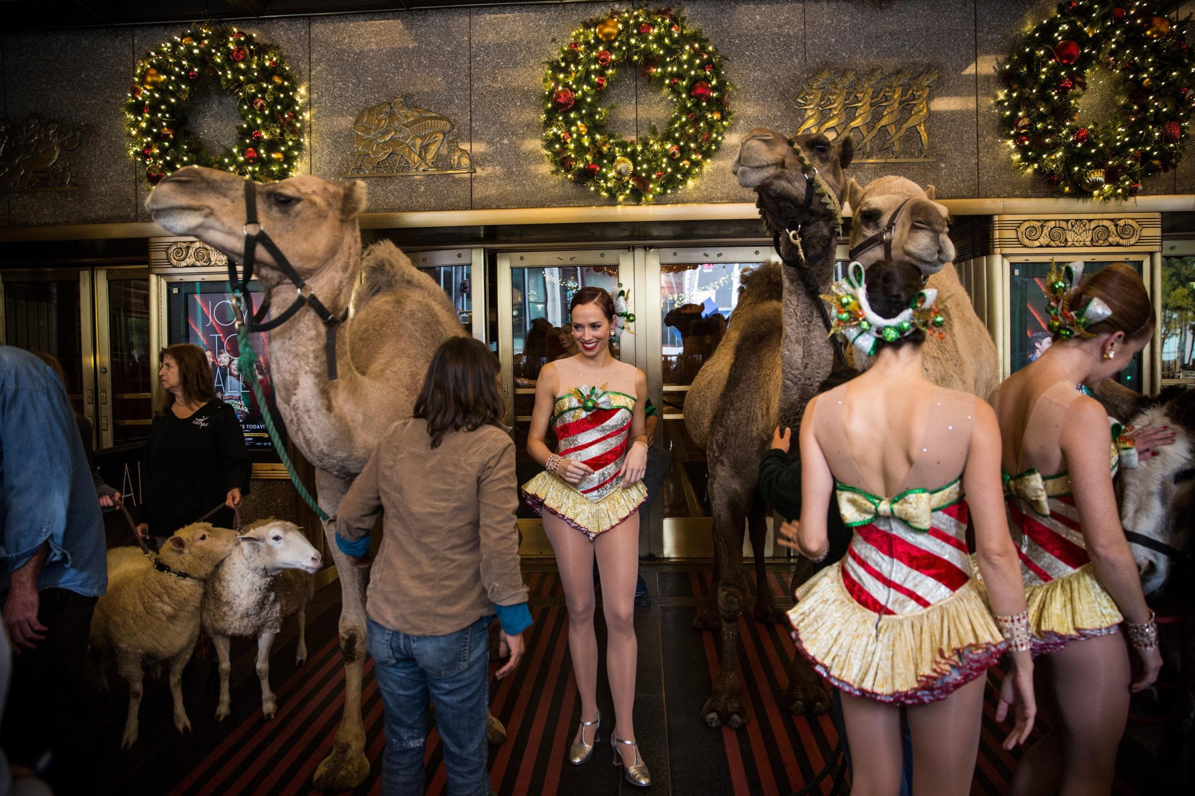 Members of the Radio City Rockettes prepare to pose for photos with three camels, a donkey and two sheep as a promotional stunt to publicize their upcoming Christmas Special on Oct. 28, 2014 in New York City.