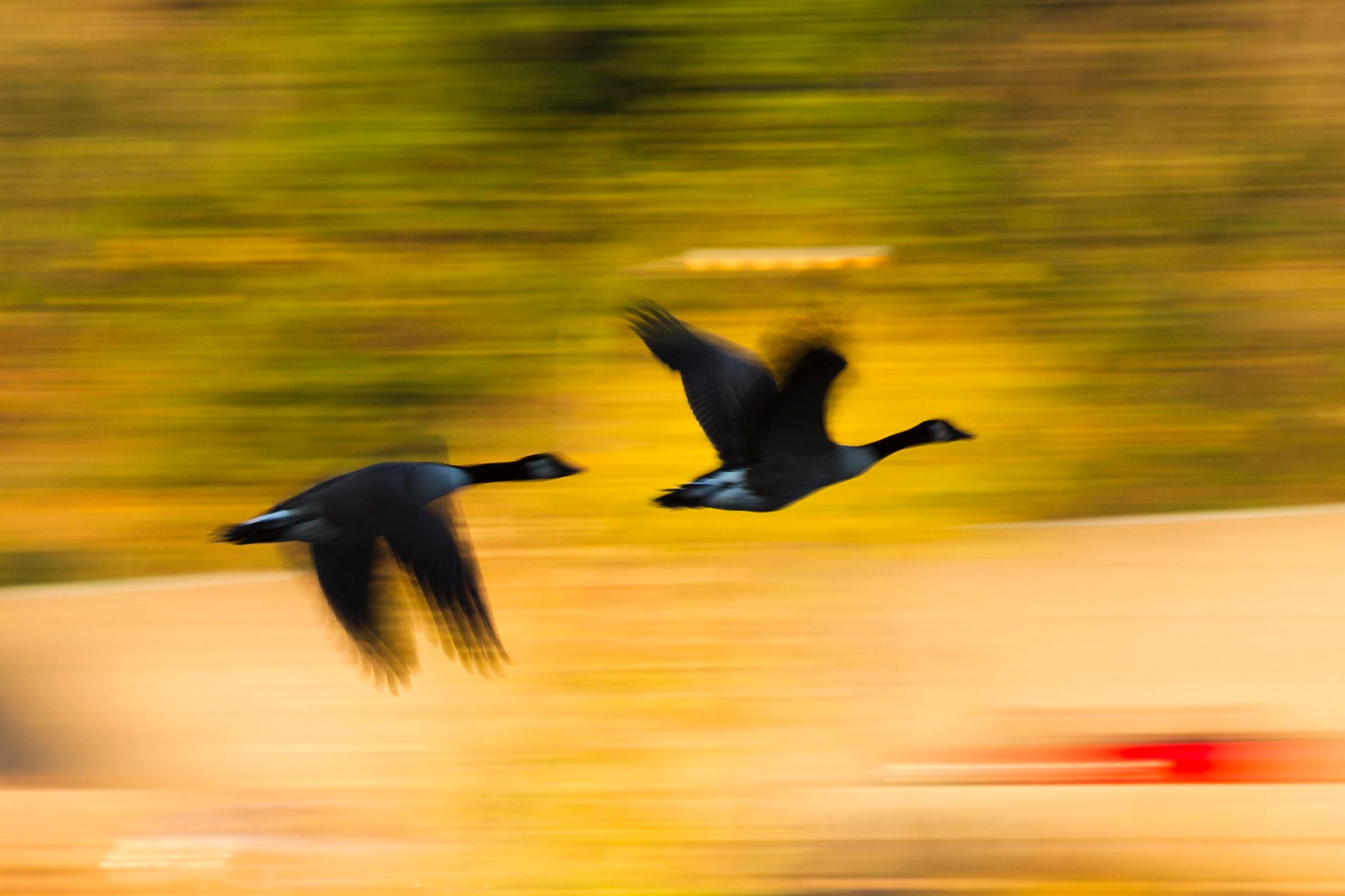 Geese fly past autumn foliage and above the Schuylkill River on Oct. 27, 2014, in Philadelphia.
