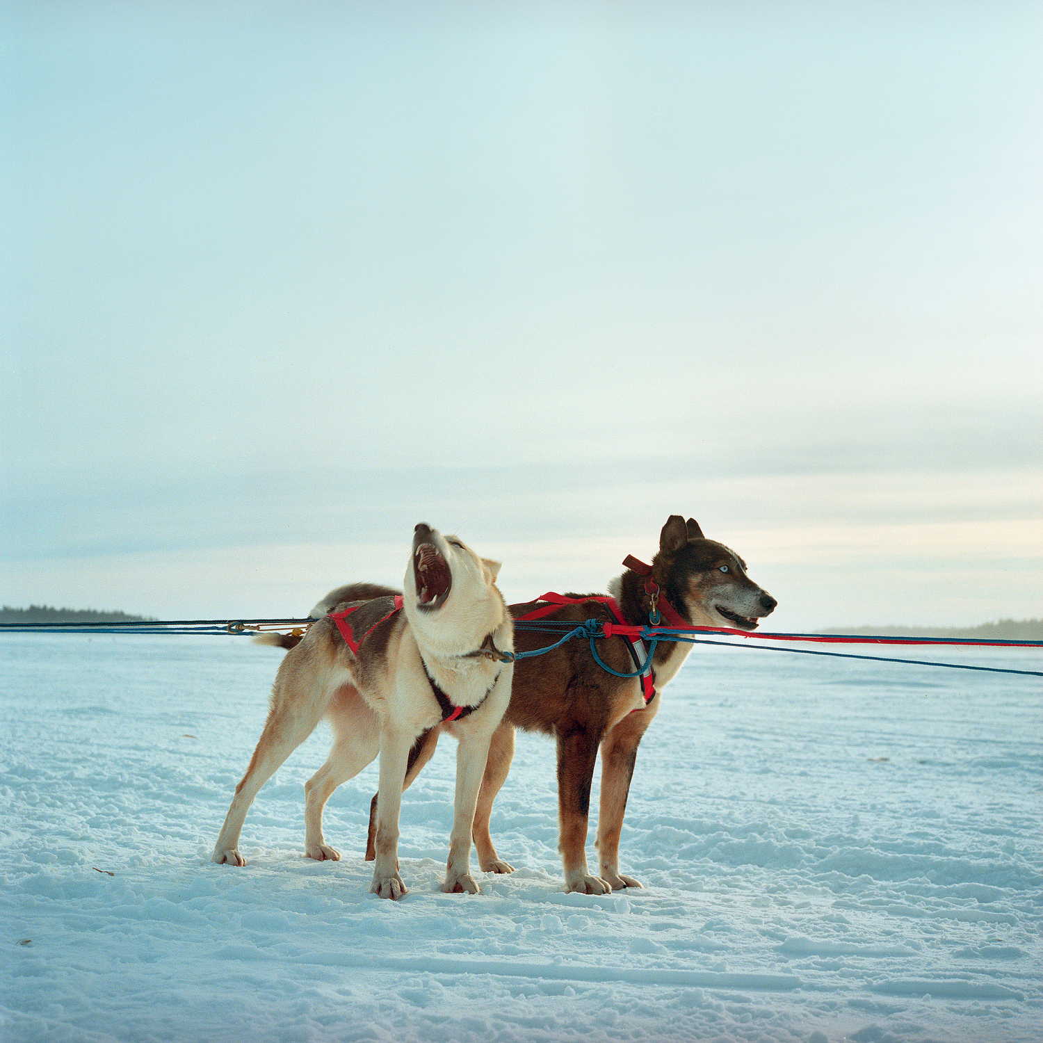 Sled Dogs are seen before a race during the Winter Carnival in Fort Chipewyan, a First Nation community north of Fort McKay on lake Althabasca that is also dealing with many downstream pollution issues from the Oil Sands. Canada. 2012.