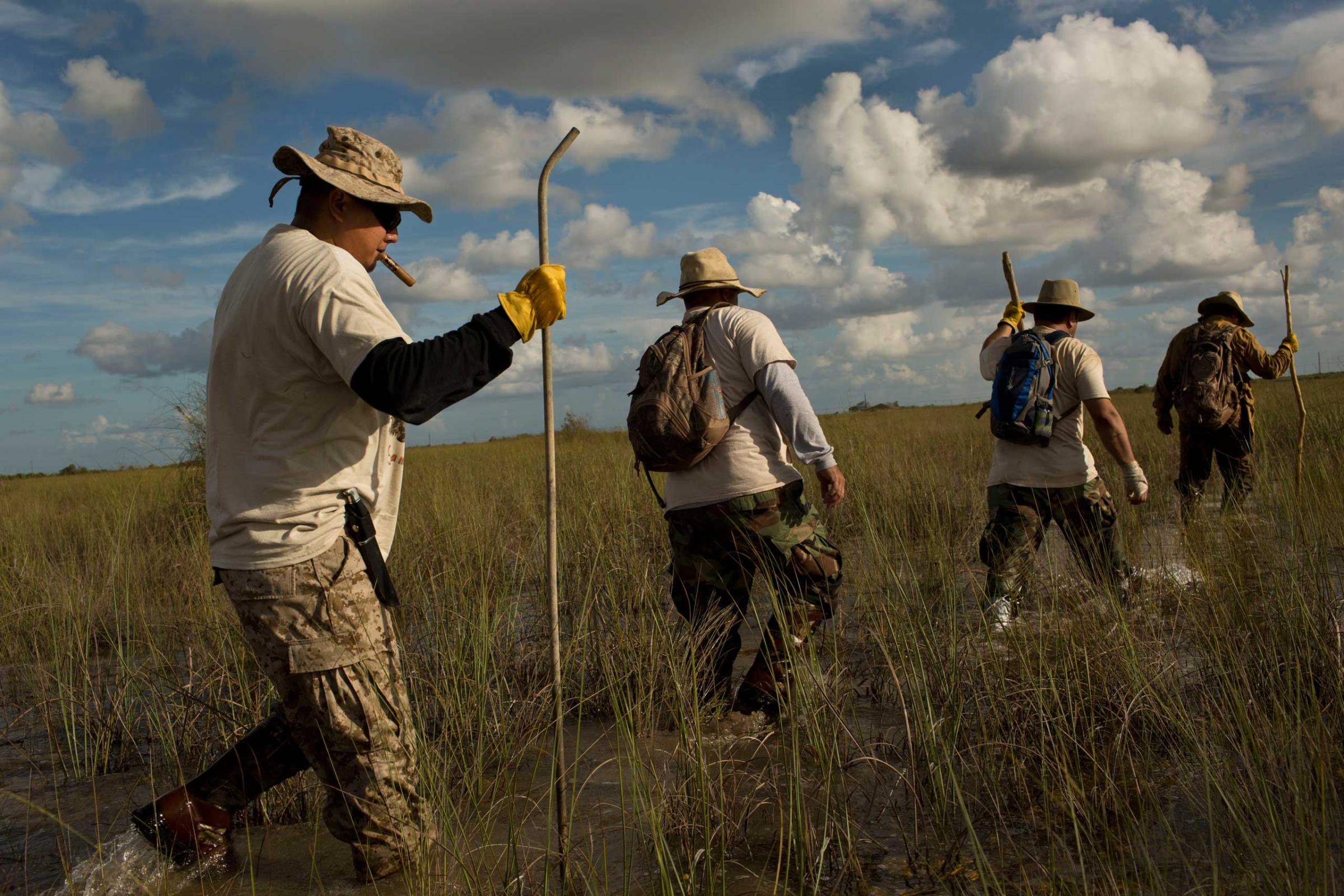 Volunteer members of the "Swamp Apes" patrol through Florida's Everglades National Park searching for invasive pythons in the Chekika area of the park on Saturday Oct. 4, 2014. From left to right are veterans Jose Rodriguez, Jorge Martinez, Alex Nunez, and founder of the group Tom Rahill. (David Guttenfelder for TIME)