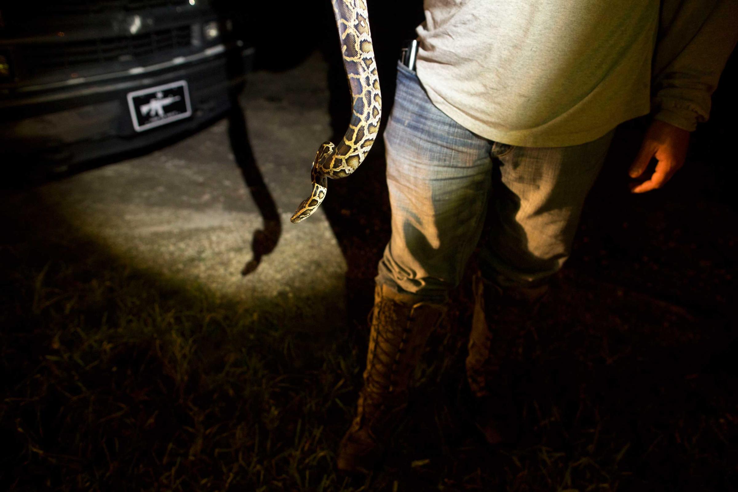 Veteran and volunteer member of the "Swamp Apes" Barry Offenburger holds a captured python as he and fellow members deliver it to a ranger station at Florida's Everglades National Park early morning Sunday Oct. 5, 2014. (David Guttenfelder for TIME)
