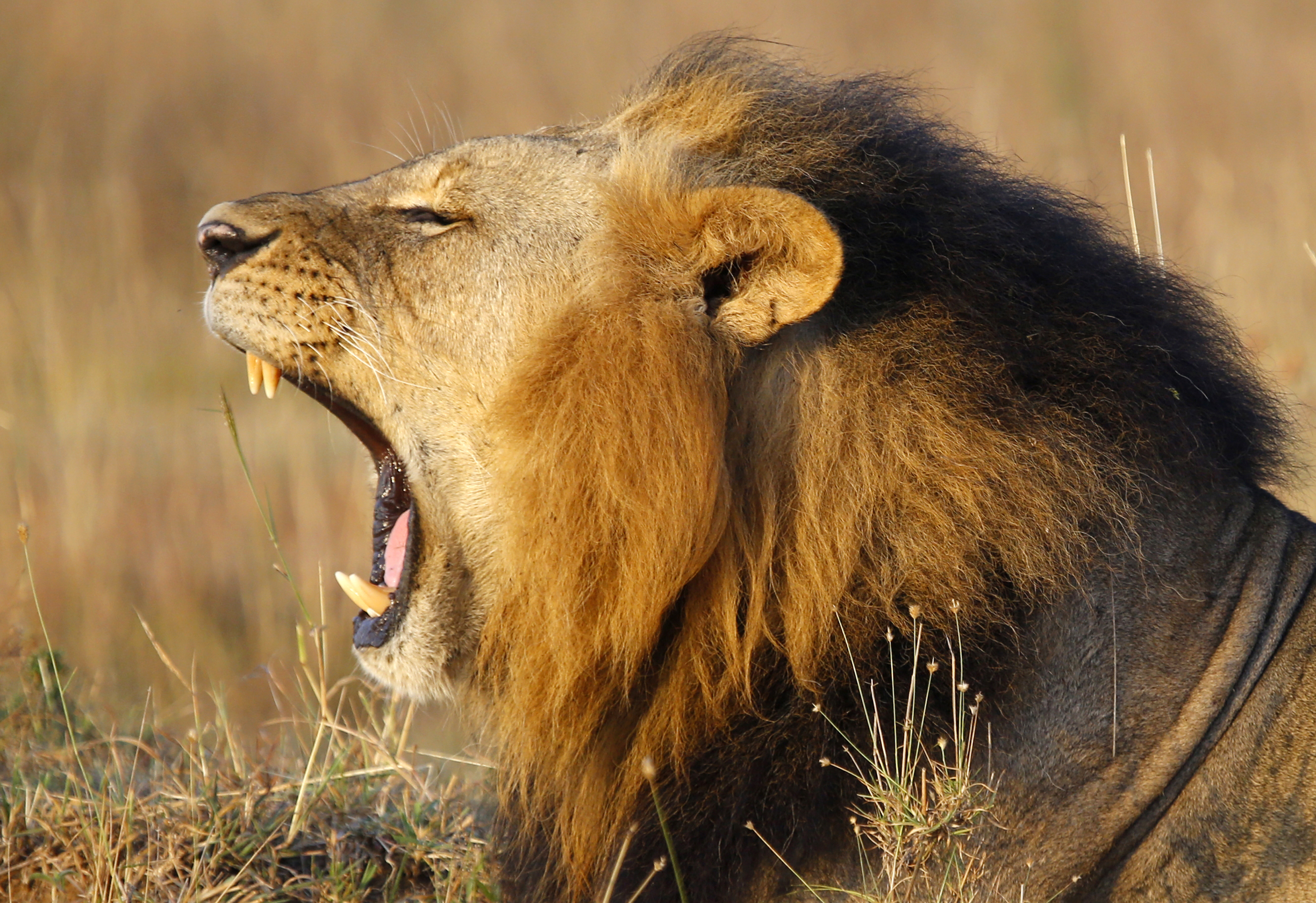 A lions yawns at Nairobi's National Park