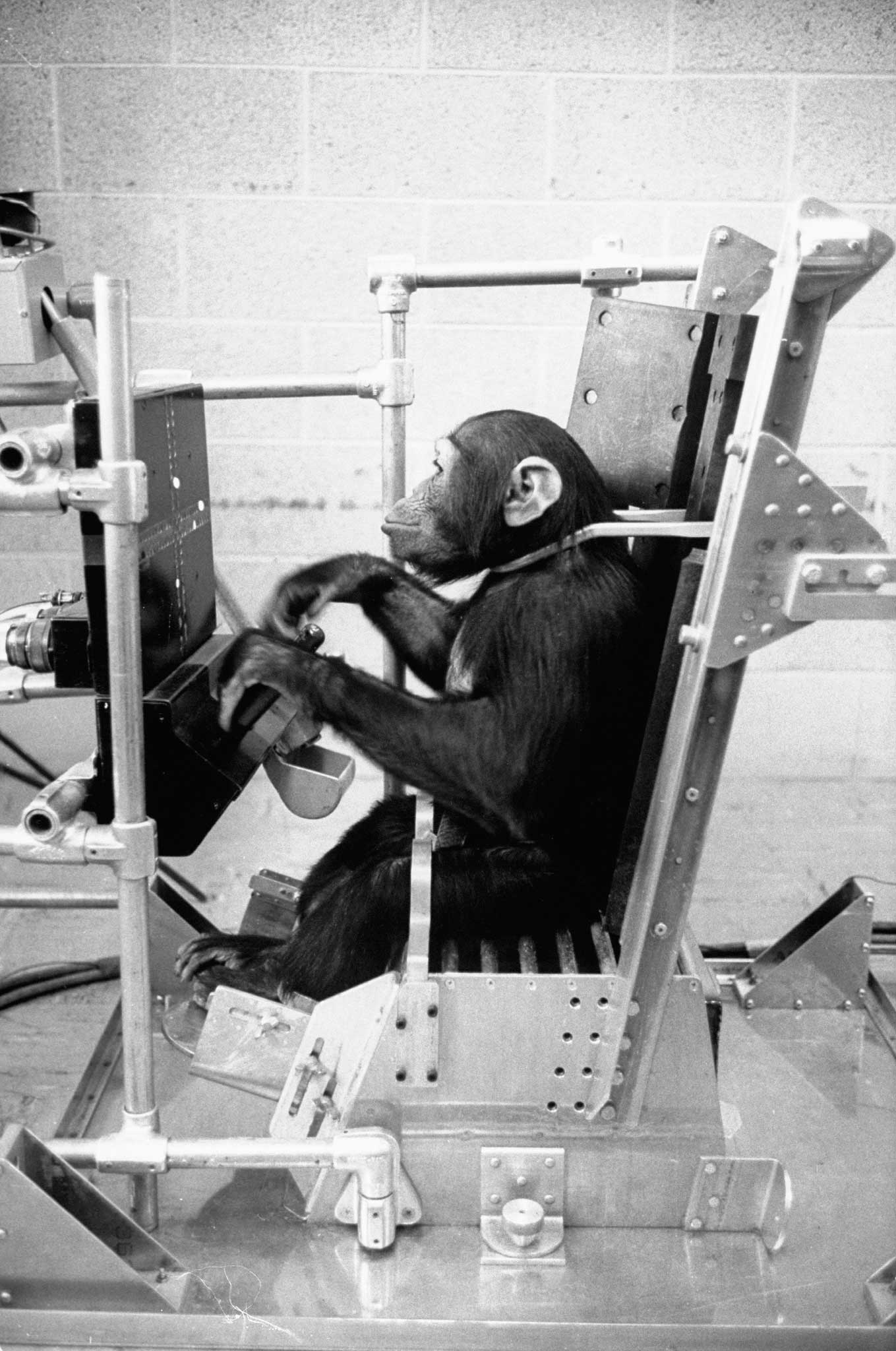 LIFE With the Astrochimps: Early Stars of the Space Race