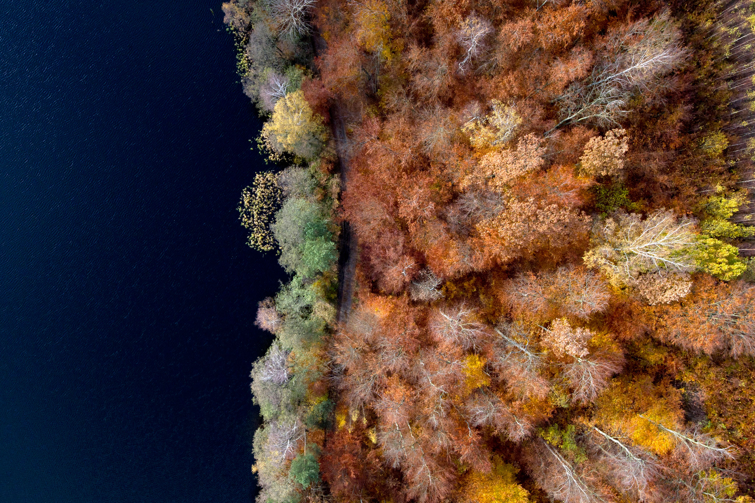 A view of a forest in the edge of a lake with the trees changing colour in autumn in Kashubia.