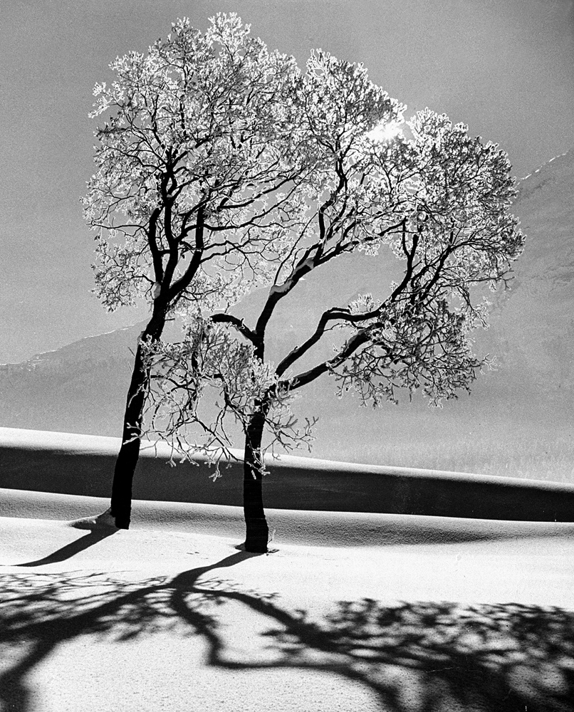 Trees in snow, St. Moritz, 1947.