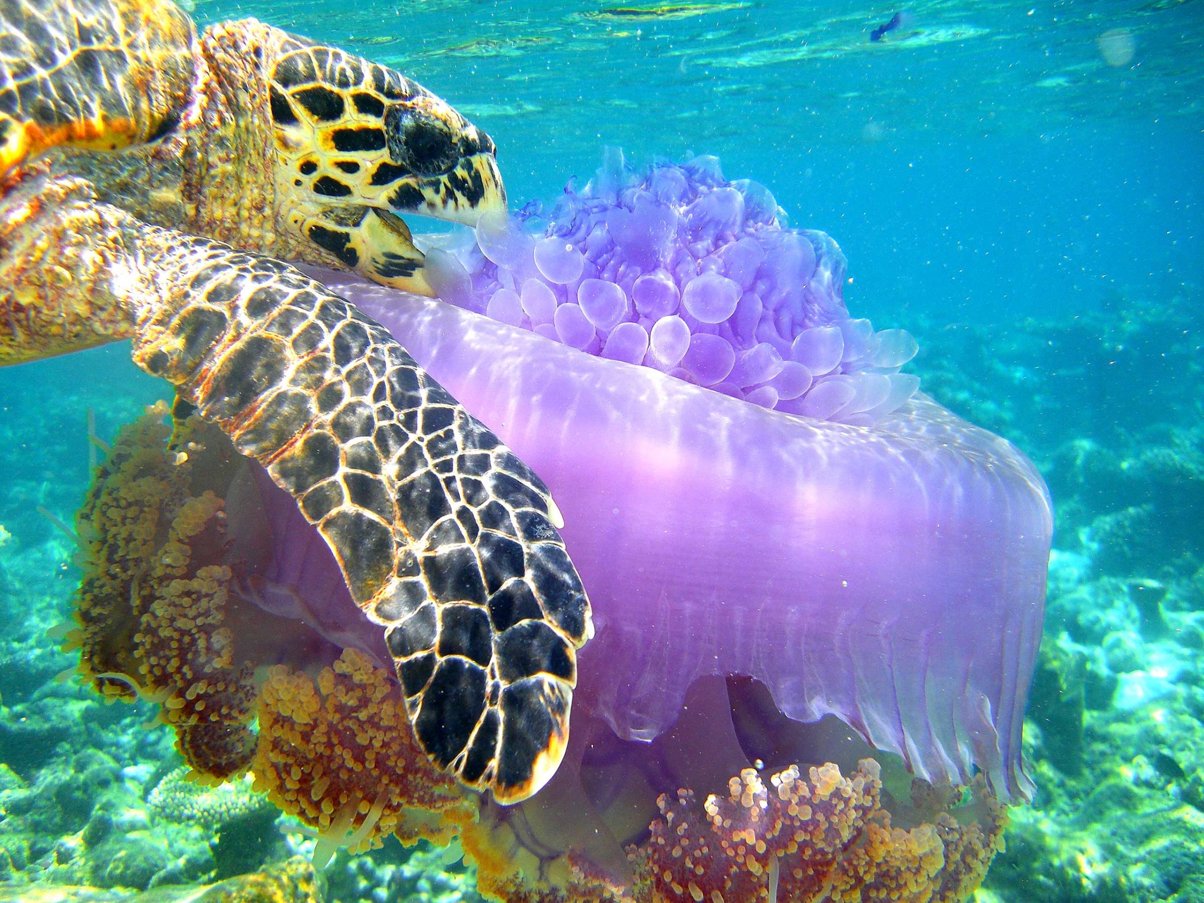 A sea turtle eating a jellyfish in The Maldives.