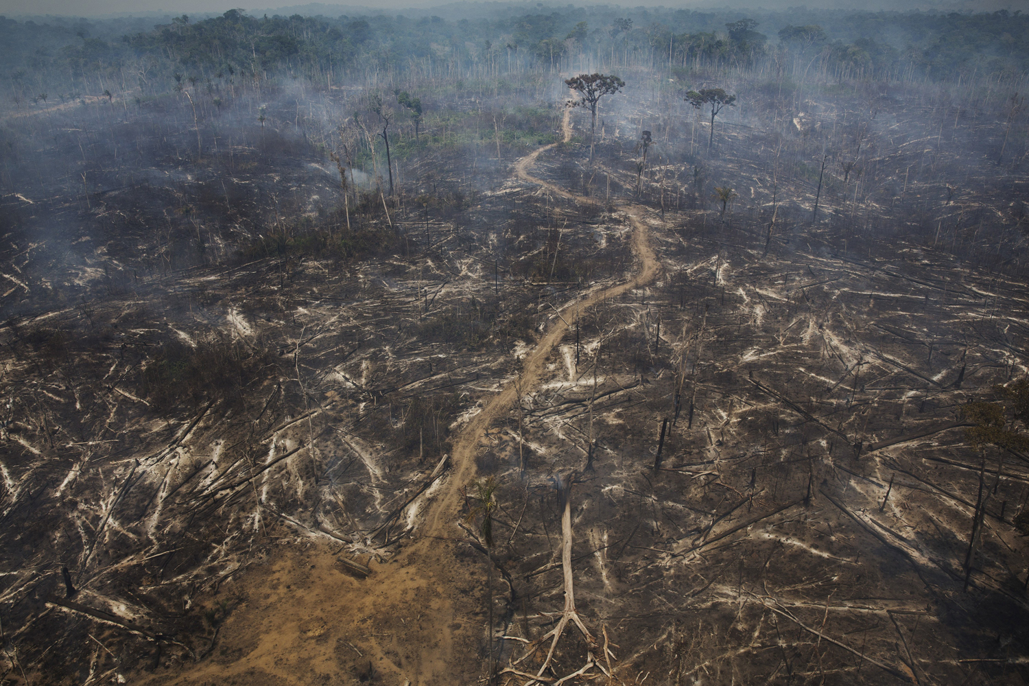 An area of the Amazon rainforest in the Jamanxim National Park, cleared to make way for a cattle pasture, near Novo Progresso, Brazil, Sept. 25, 2014.