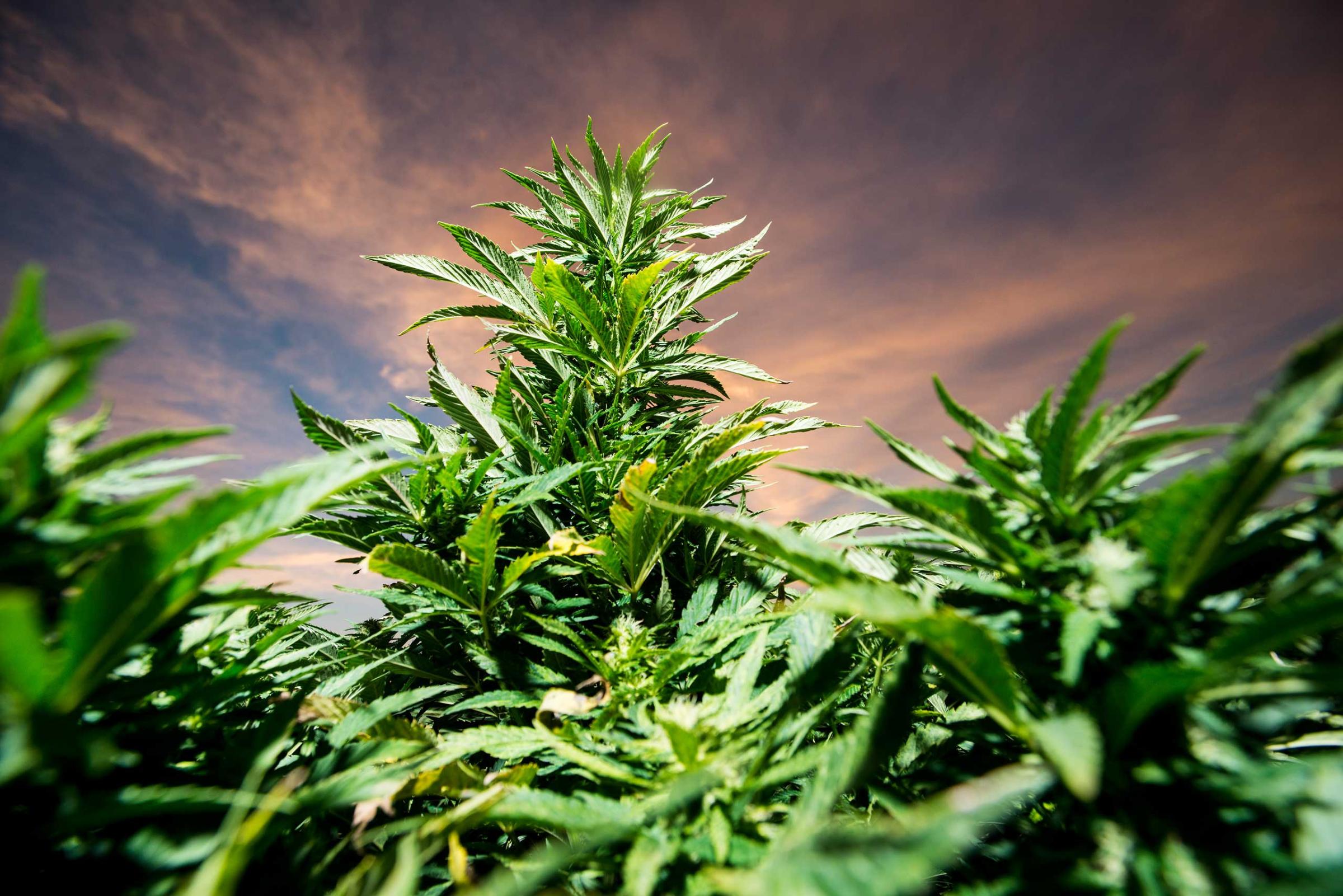 Charlotte's Web Stanley Brothers Pot Weed Marijuana Colorado California