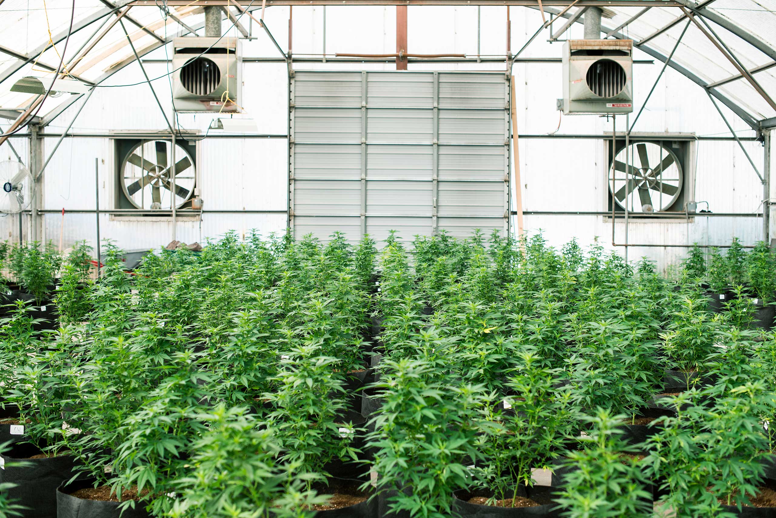 One of the Stanley brother's greenhouses growing cannabis near Wray, Colo. on Sept. 22, 2014.