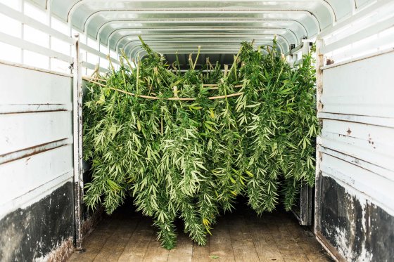 Charlotte's Web Stanley Brothers Pot Weed Marijuana Colorado California