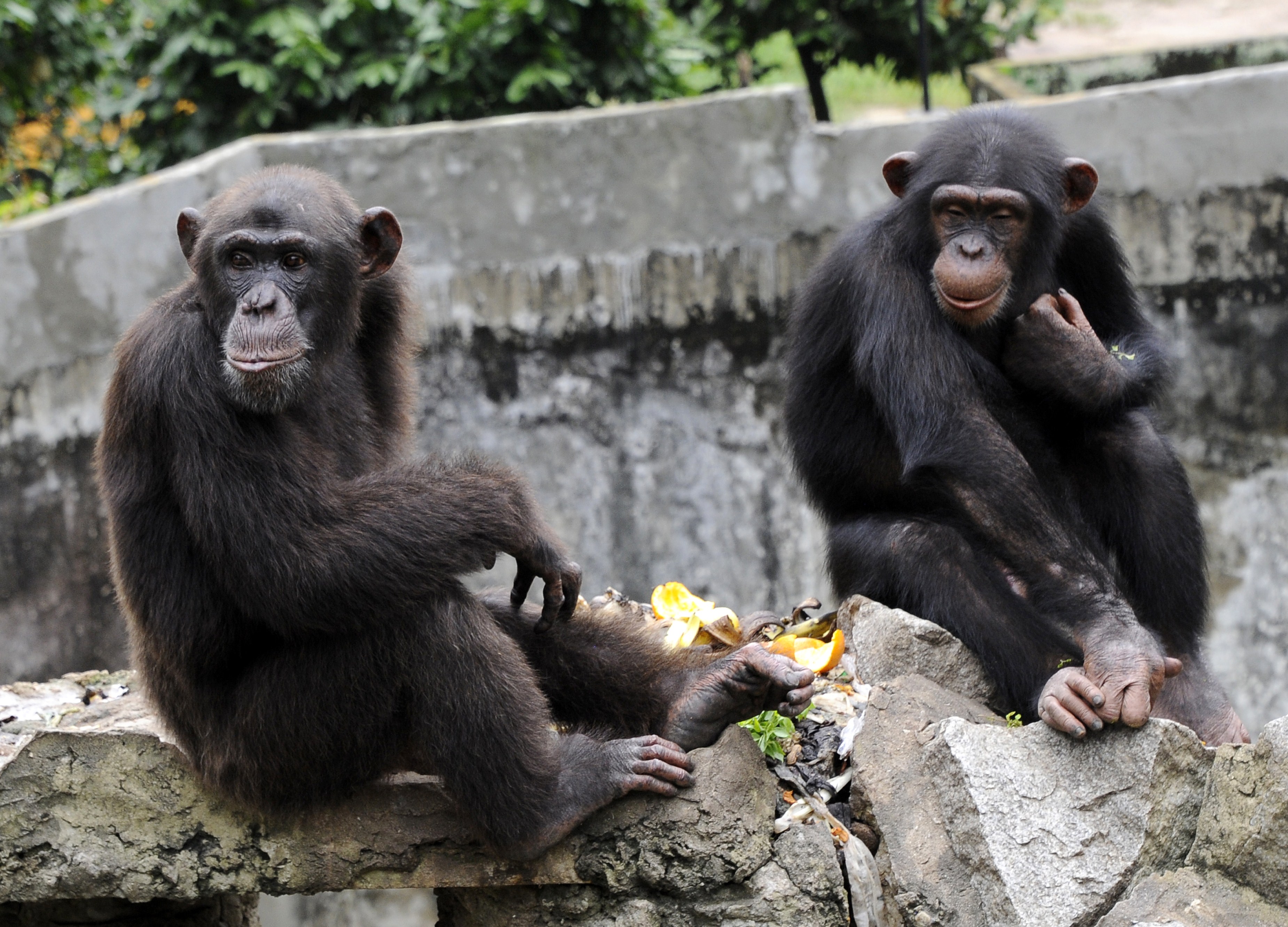 A chimpanzee holds a lettuce at the zoo in Abidjan, Ivory Coast, on June 12, 2014 (Sia Kambou&mdash;AFP/Getty Images)