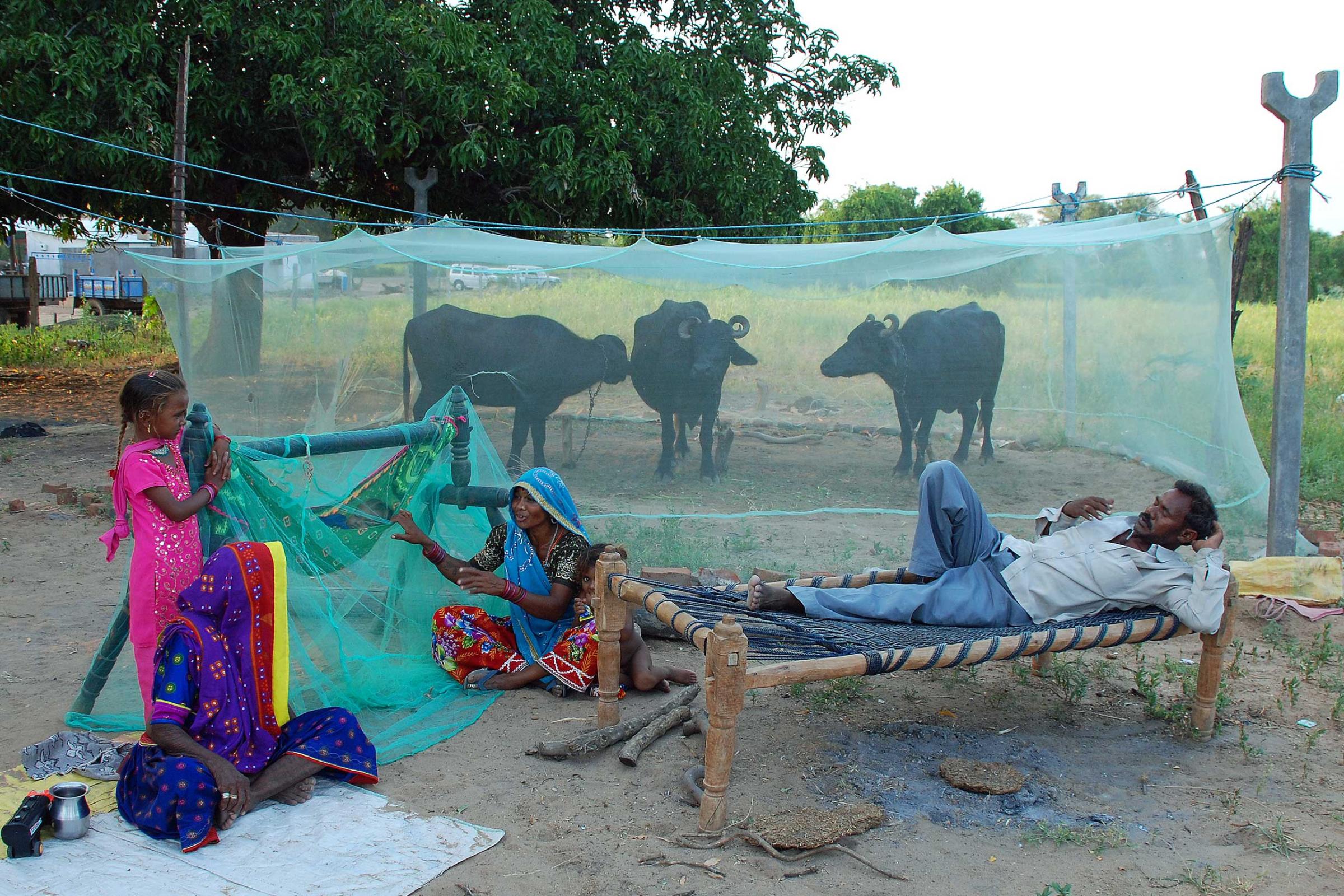 A farmer protects his family and animals from mosquitos in Gujarat, India.
