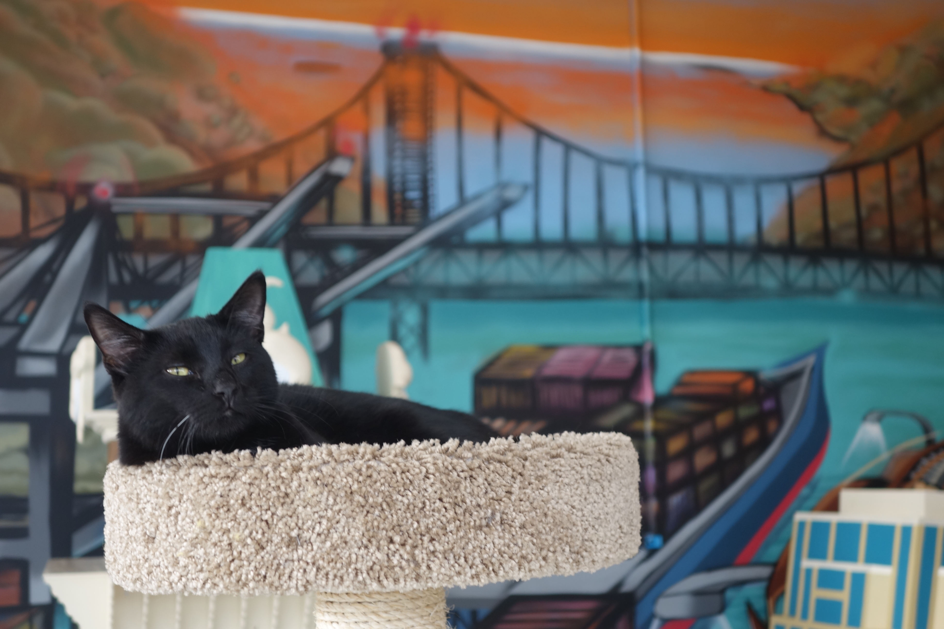A cat lounges at Cat Town Cafe, the nation's first permanent cat cafe, during the grand opening on Oct. 25, 2014 in Oakland, Calif. (Katy Steinmetz for TIME)