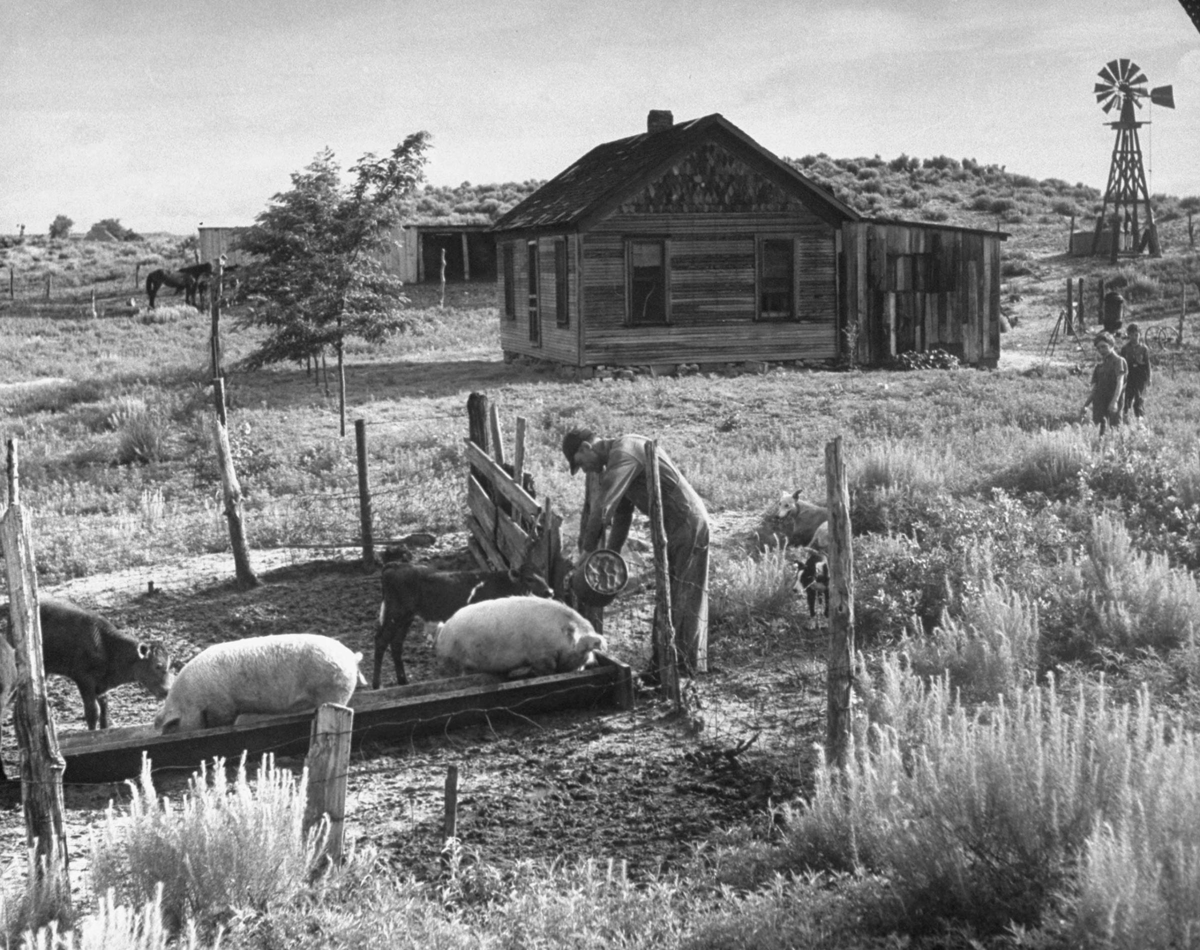 John Barnett feeds livestock on his farm, Oklahoma, 1942.