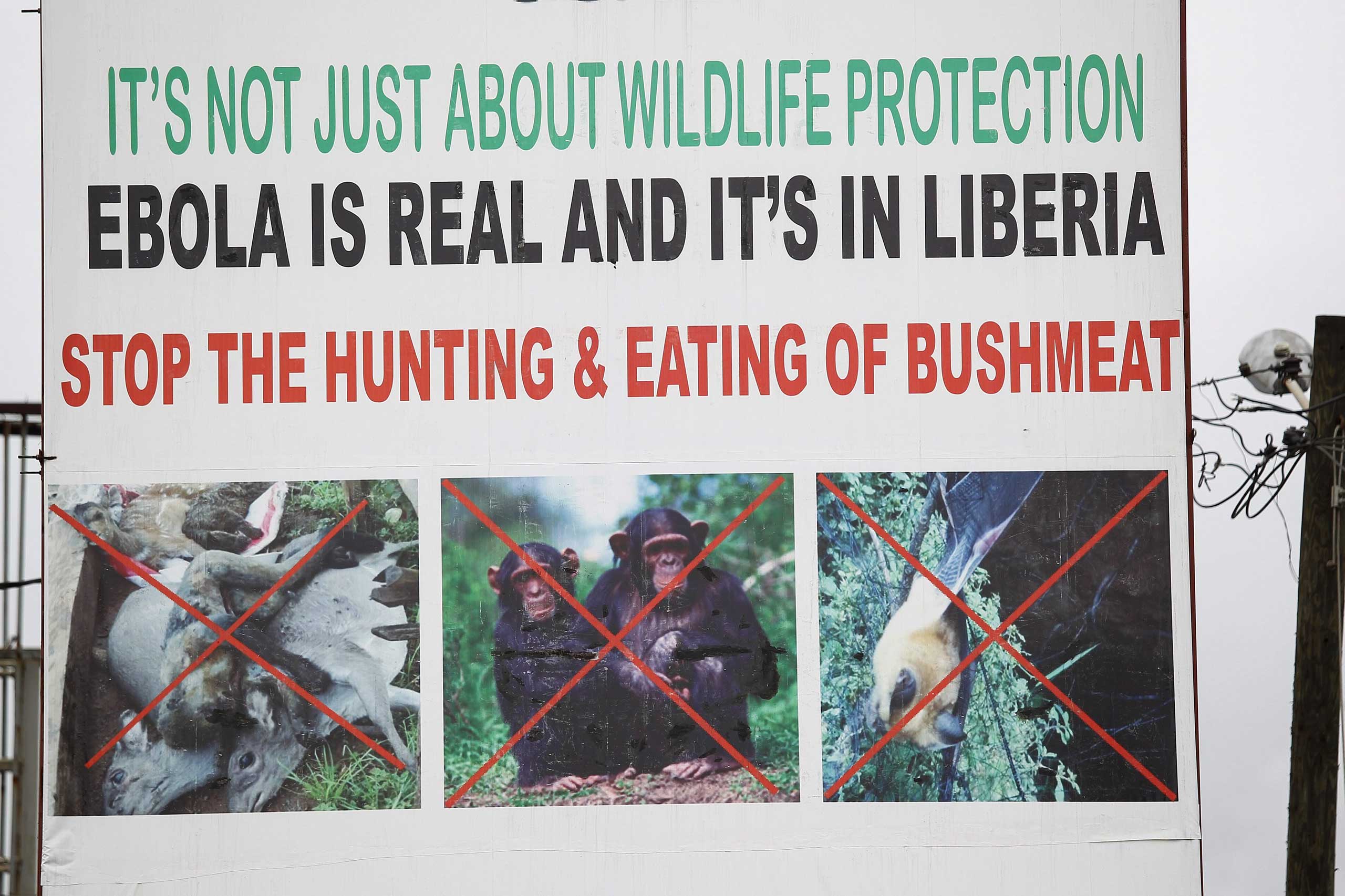 A billboard warning against eating wild animals, seen in Monrovia, Liberia, Oct. 6, 2014. (Ahmed Jallannzo—EPA)