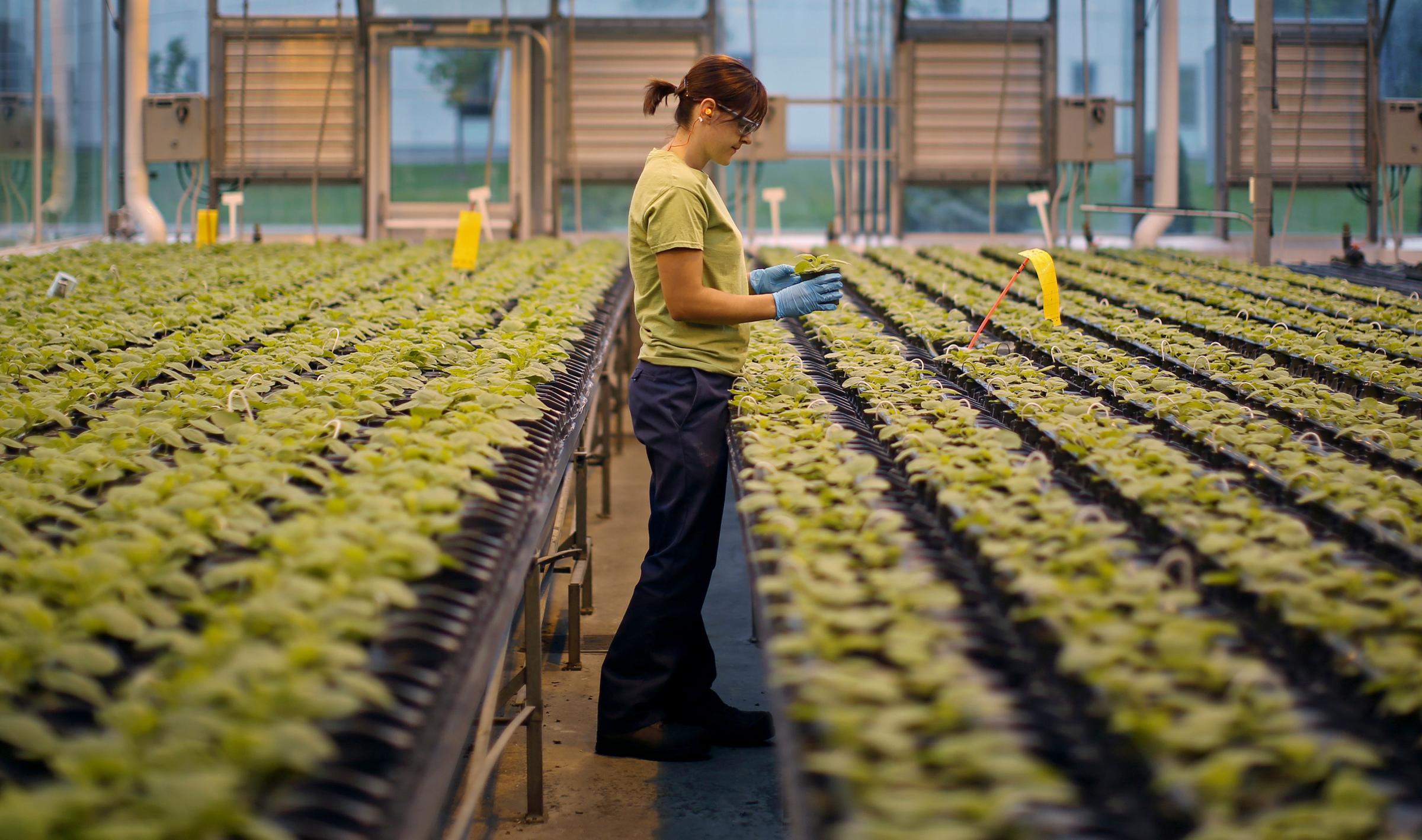 An worker inspects the Nicotiana benthamiana plants at Medicago greenhouse in Quebec City