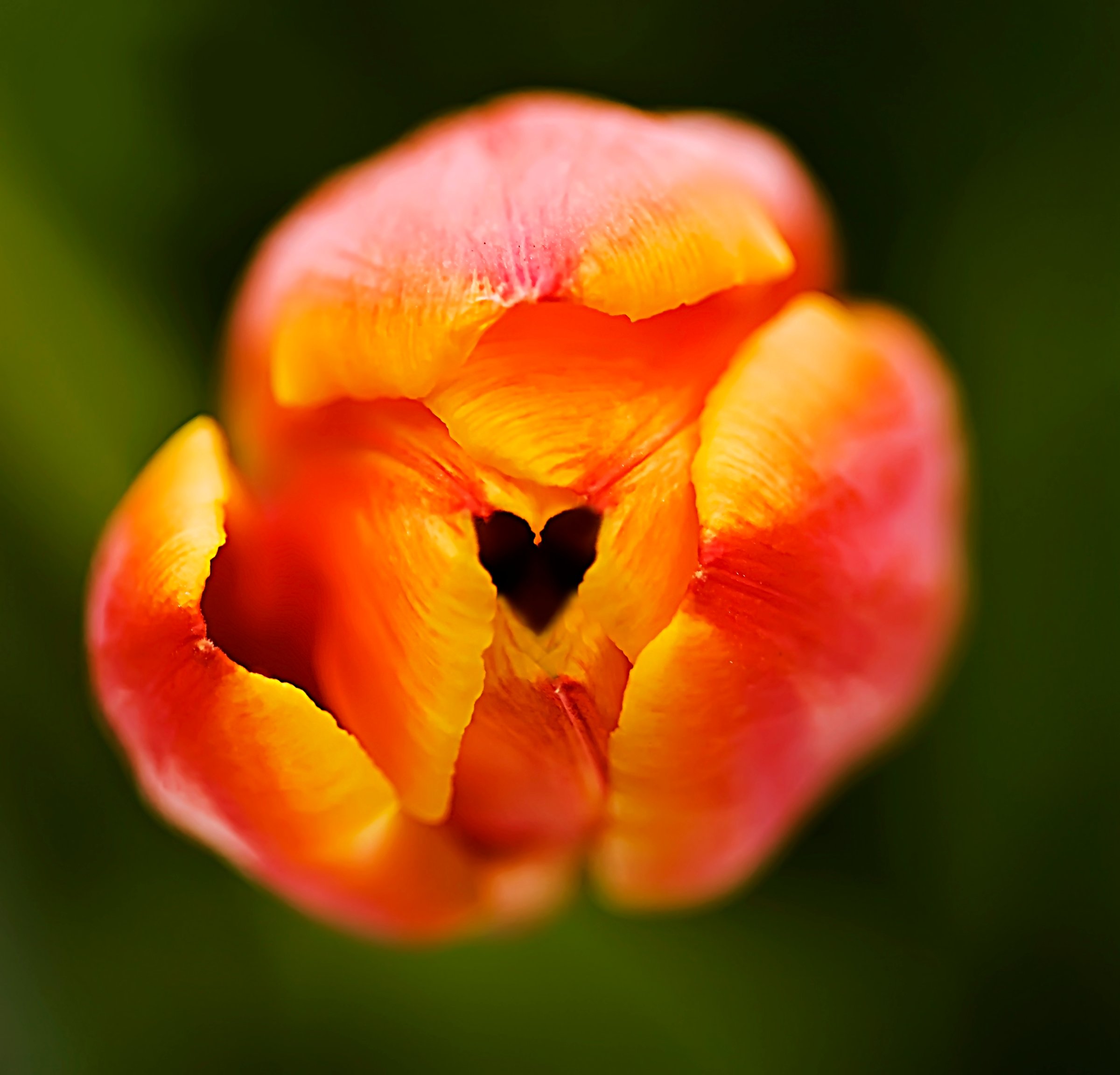 Tulip heart