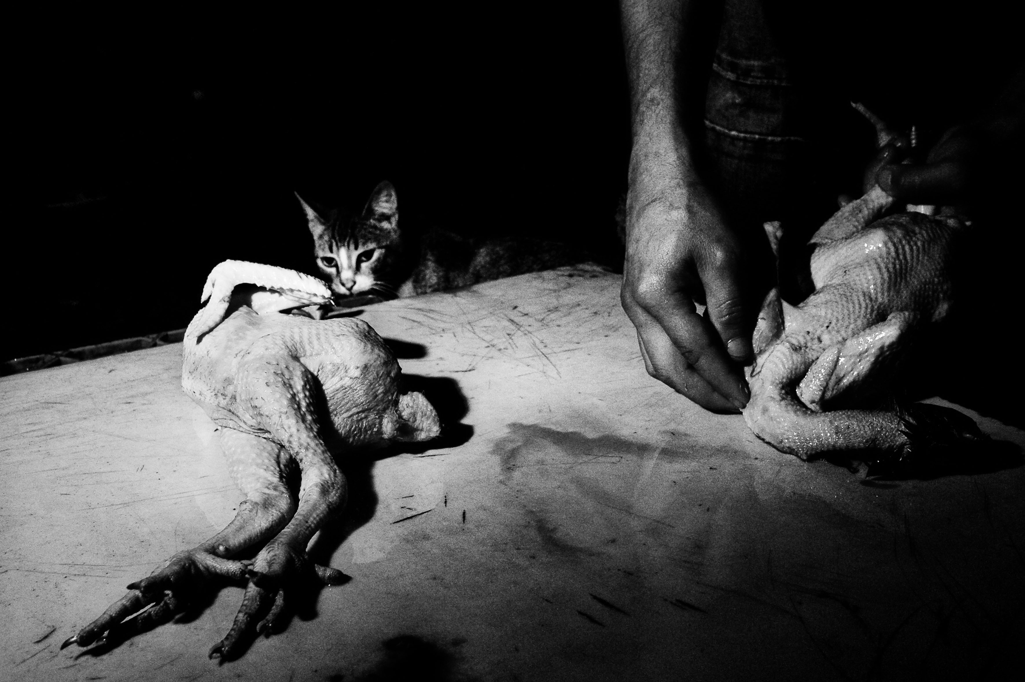 2013: Francesco Anselmi
                              A Moroccan migrant preparing two chickens in Patras, Greece.
                               Eddie Adams Workshop has been one of the most intense moments in my photographic life. While you are there, you are just praying for it to come to an end. There's a kind of magic happening in that barn, and once you are back to normal life, it seems like you've been dreaming.