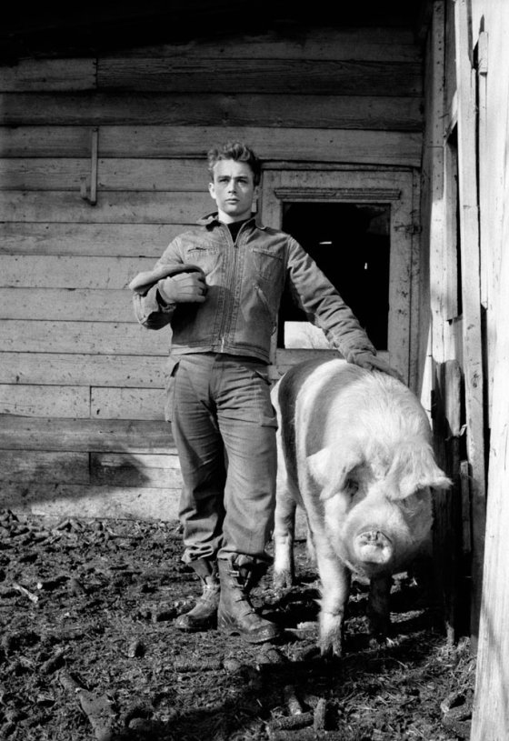 James Dean poses with a hog on his uncle Marcus Winslow's Indiana farm, 1955.
