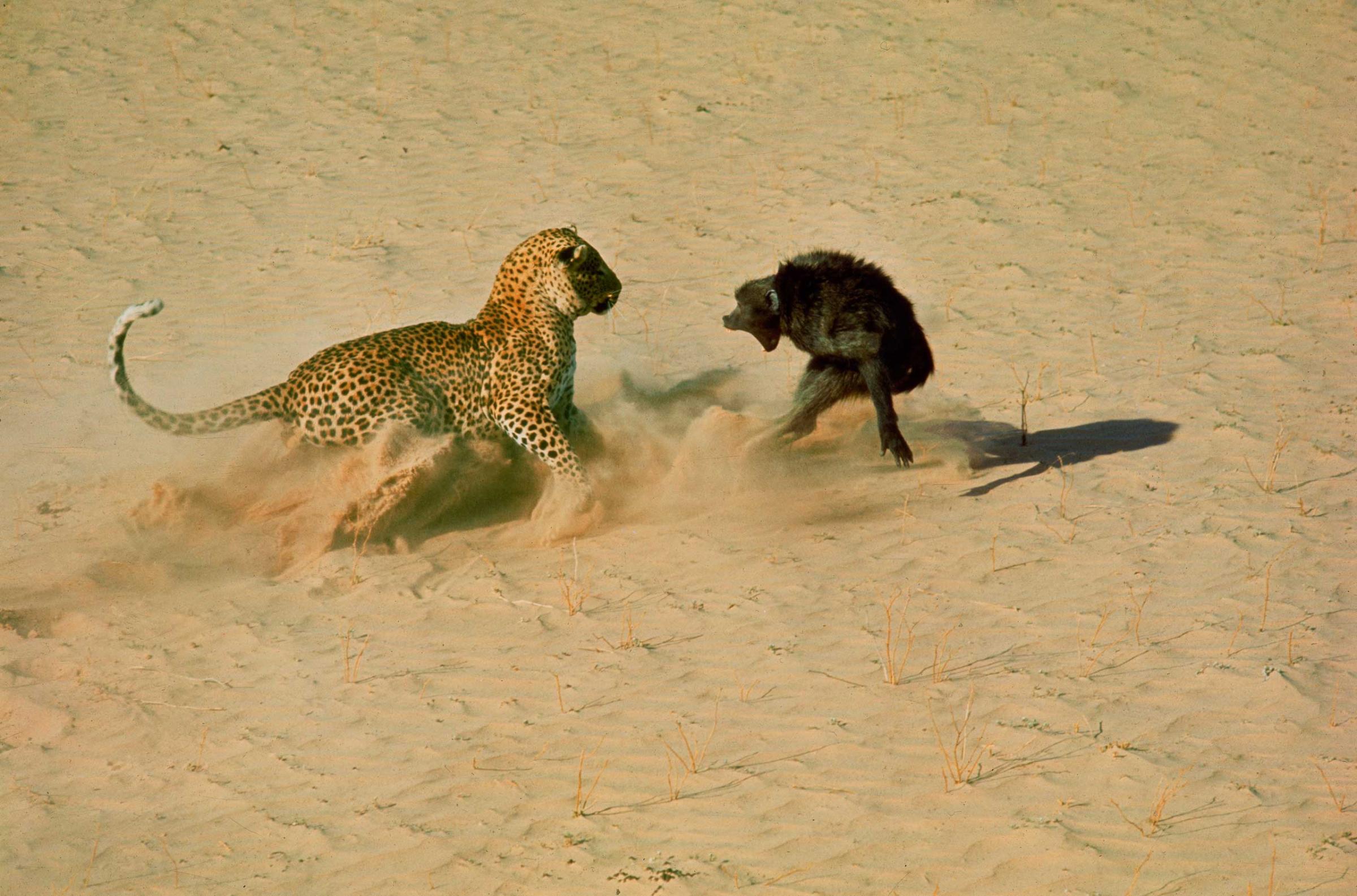 A leopard about to kill a baboon, 1966.
