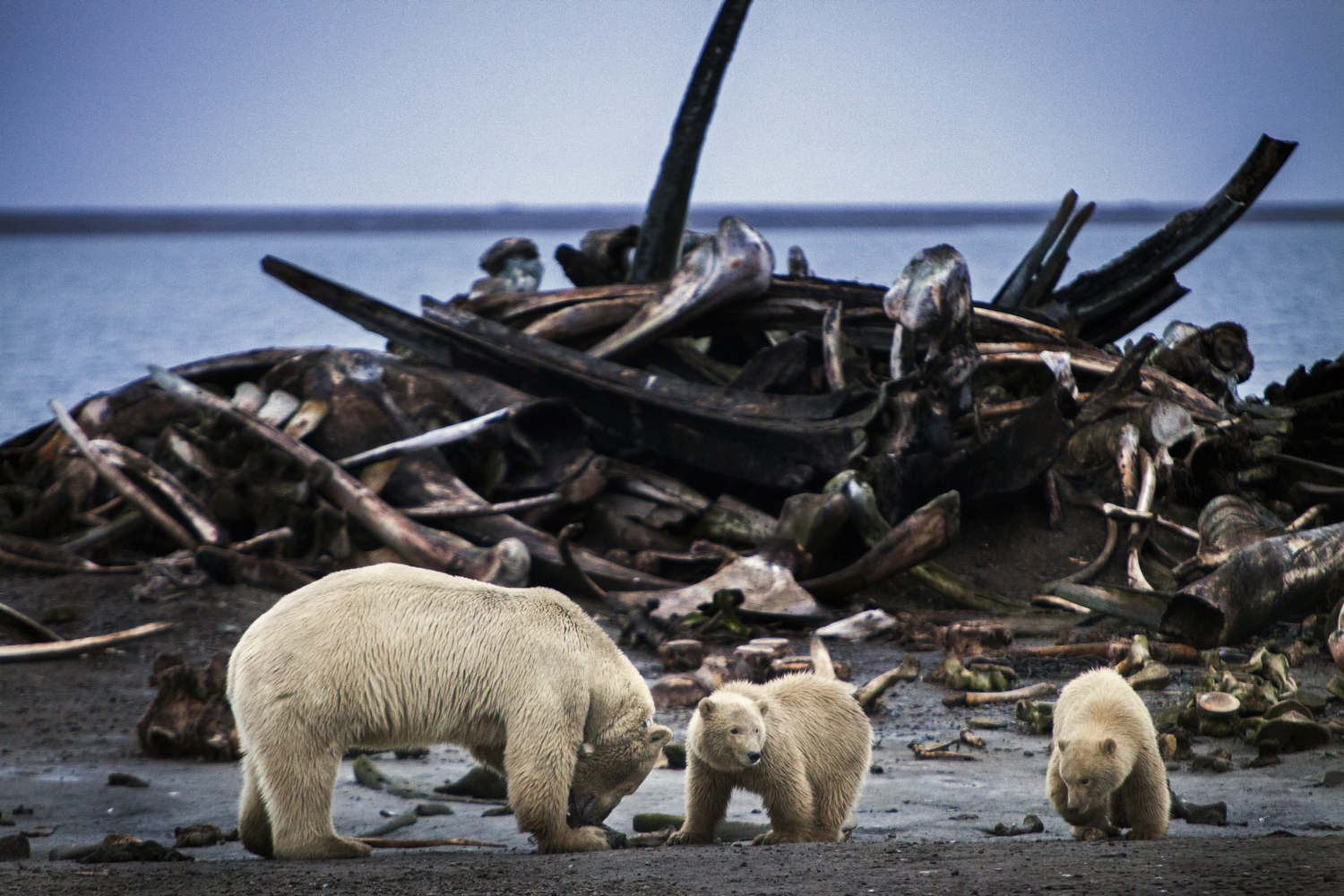 In late September polar bears flock to the native town of Kaktovik in the Alaskan Arctic to eat at "the boneyard": the remains of whales annually hunted by the community.