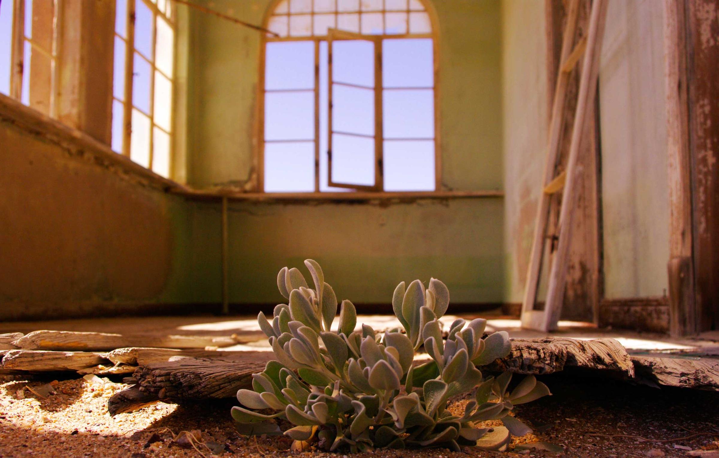 A plant takes advantage of the available shelter in a dilapidated house in Kolmanskop, Namibia.