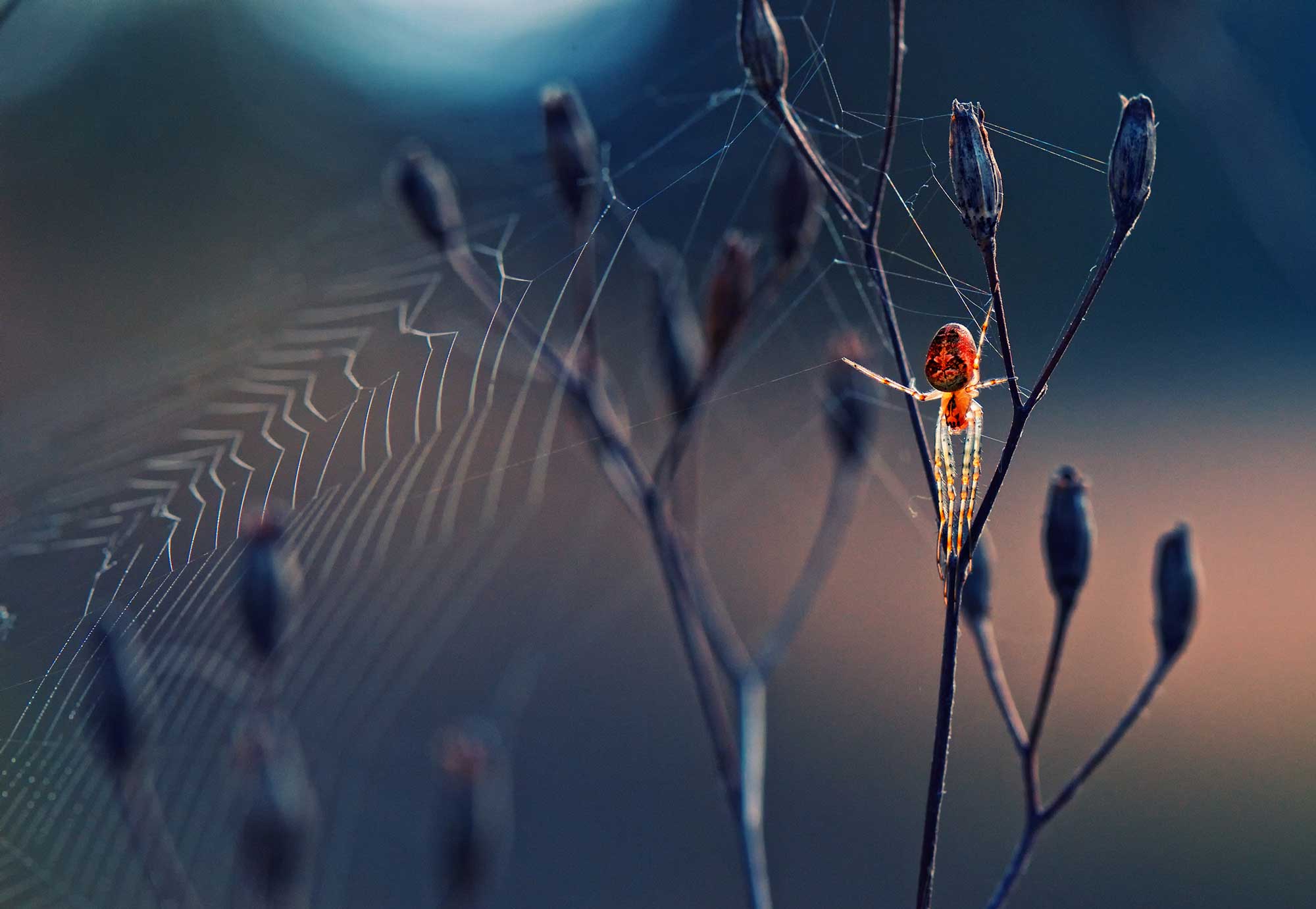 A spider at sunset in Predel, Bulgaria.