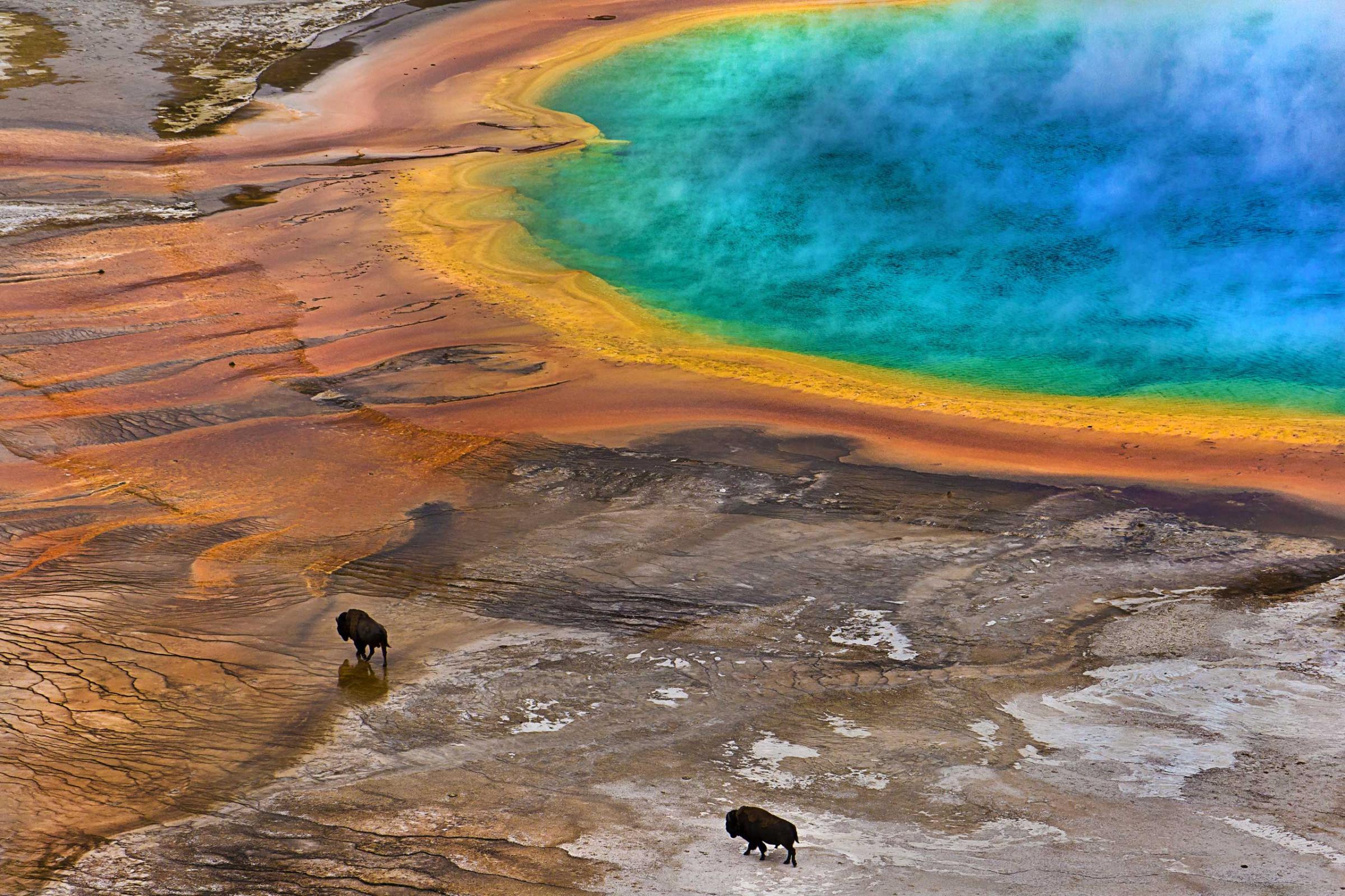 Two Bisons on the Grand Prismatic Spring in Yellowstone National Park, Wyo.