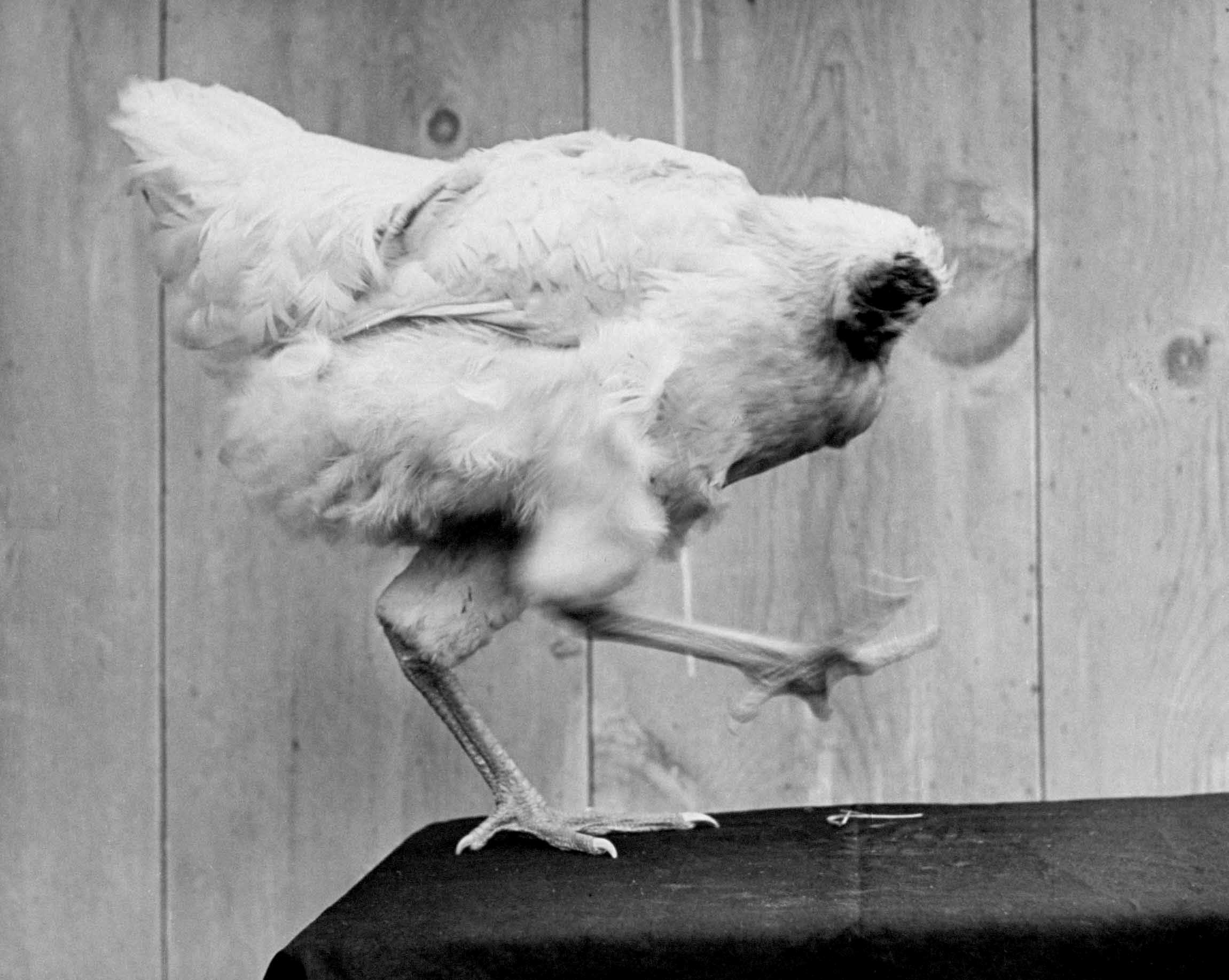 Mike the headless chicken "dances" in 1945.