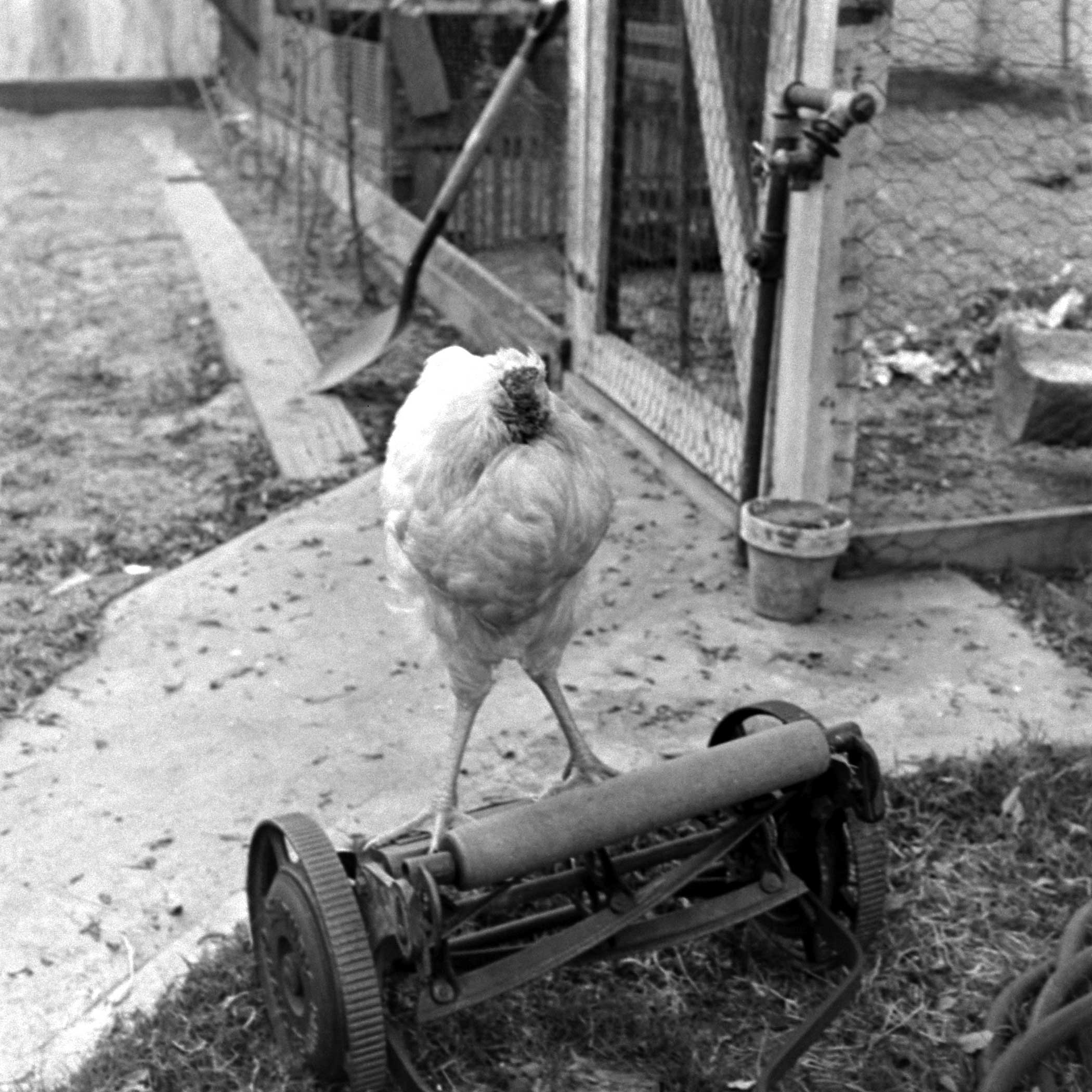 Mike the headless chicken stands atop a lawn mower in Fruita, Colorado, 1945.