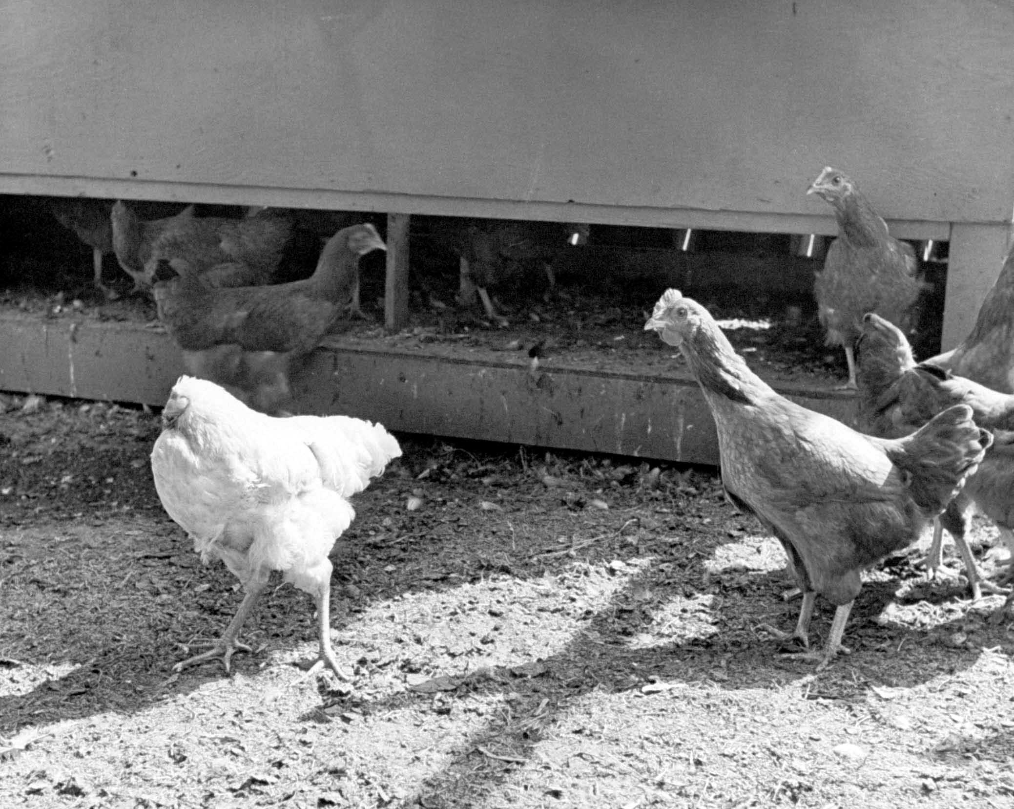 Mike the headless chicken in his Colorado barnyard, with fellow chickens, 1945.