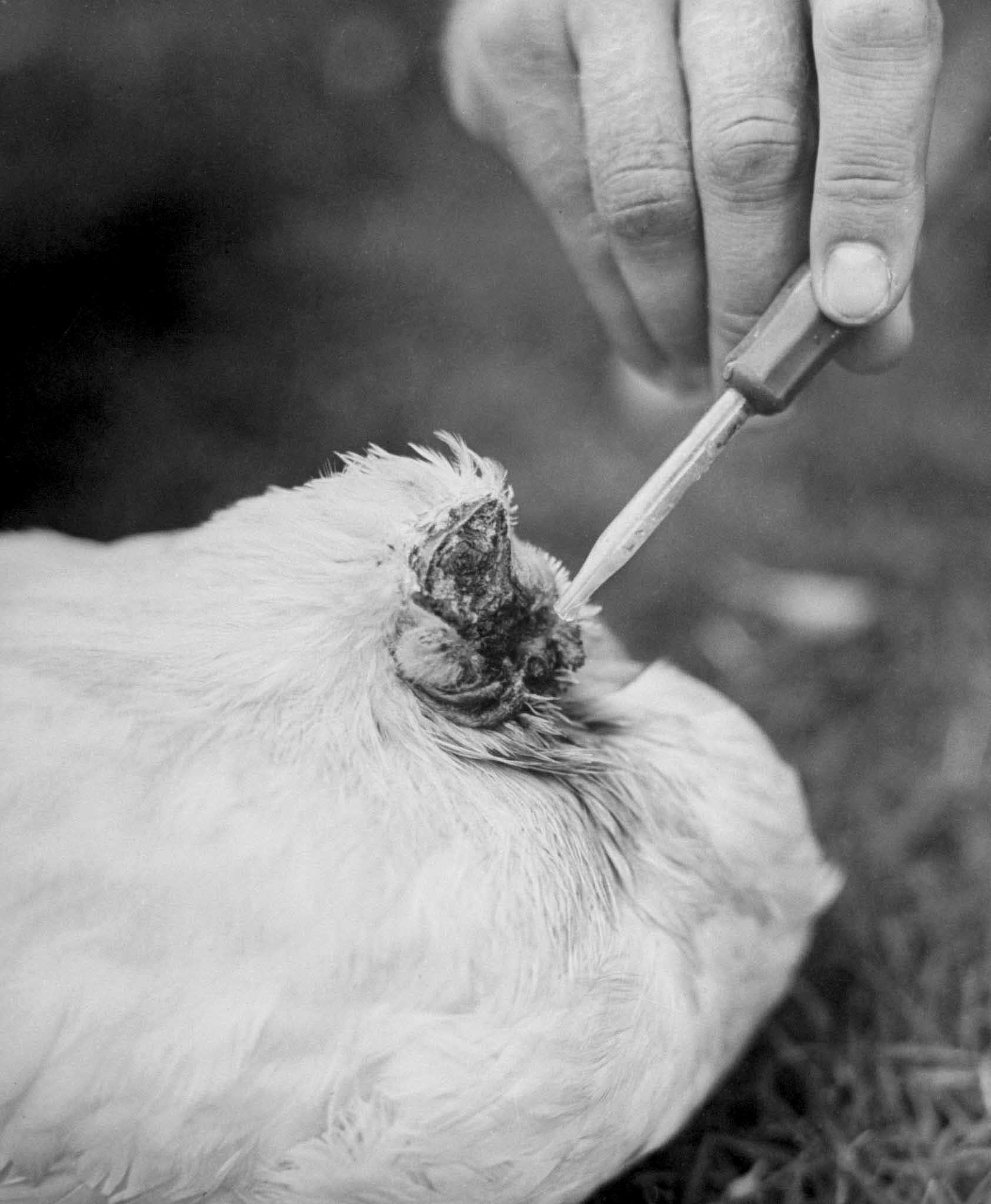 Mike the headless chicken is fed through an eye dropper, directly into his esophagus, in 1945.