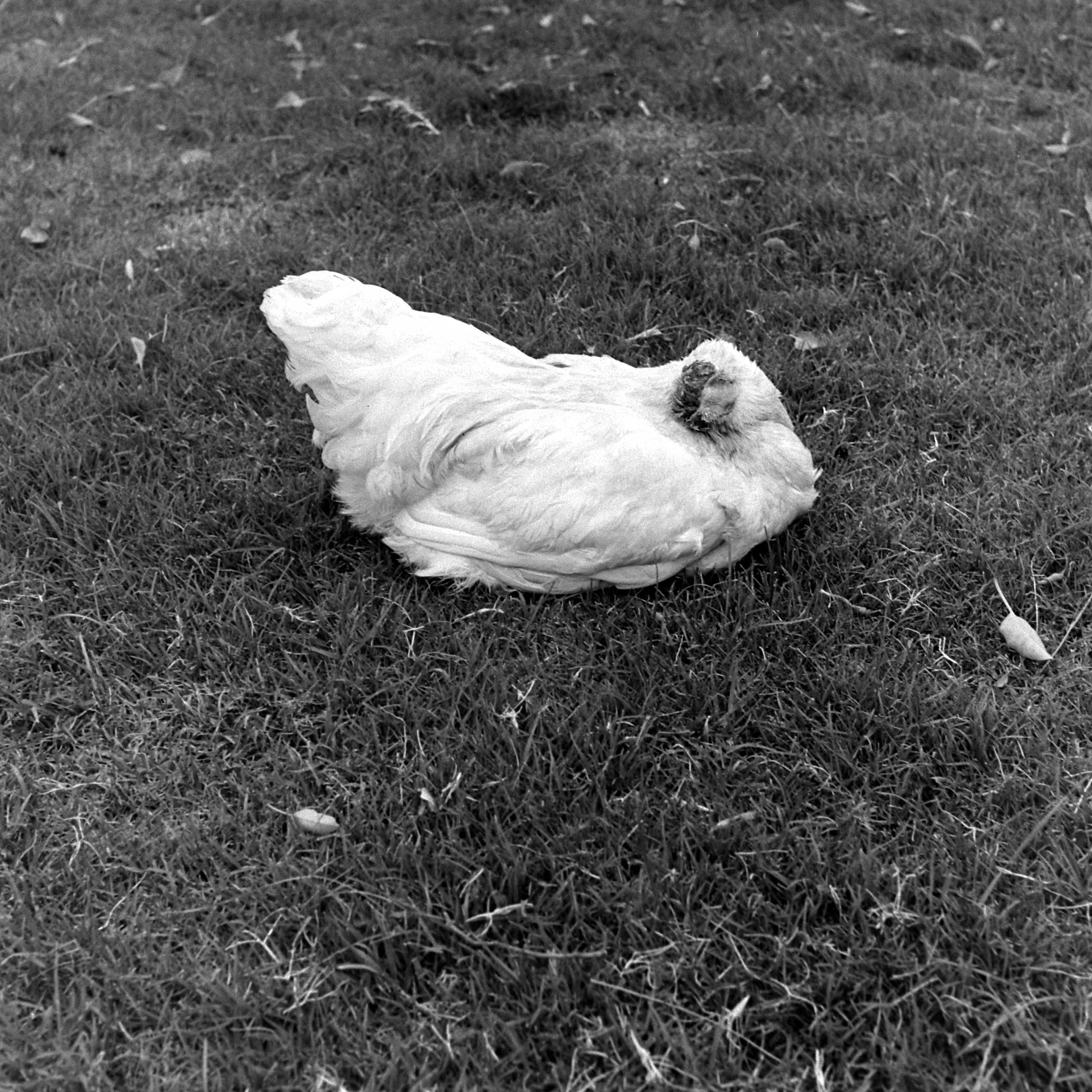 Mike the headless chicken rests in the grass in 1945.